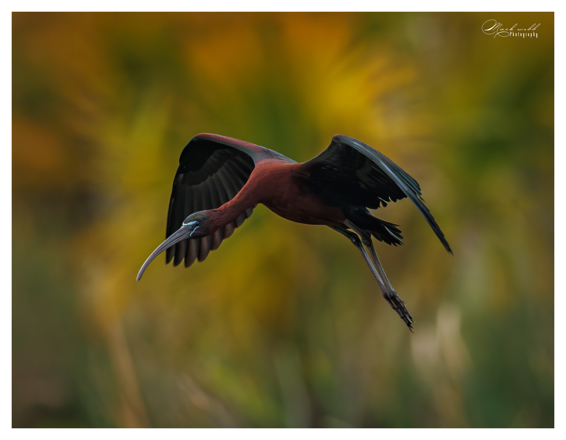 Glossy Ibis