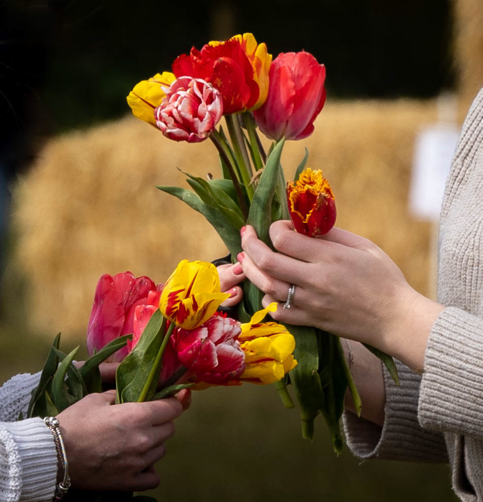 Tulip Farm April 2023