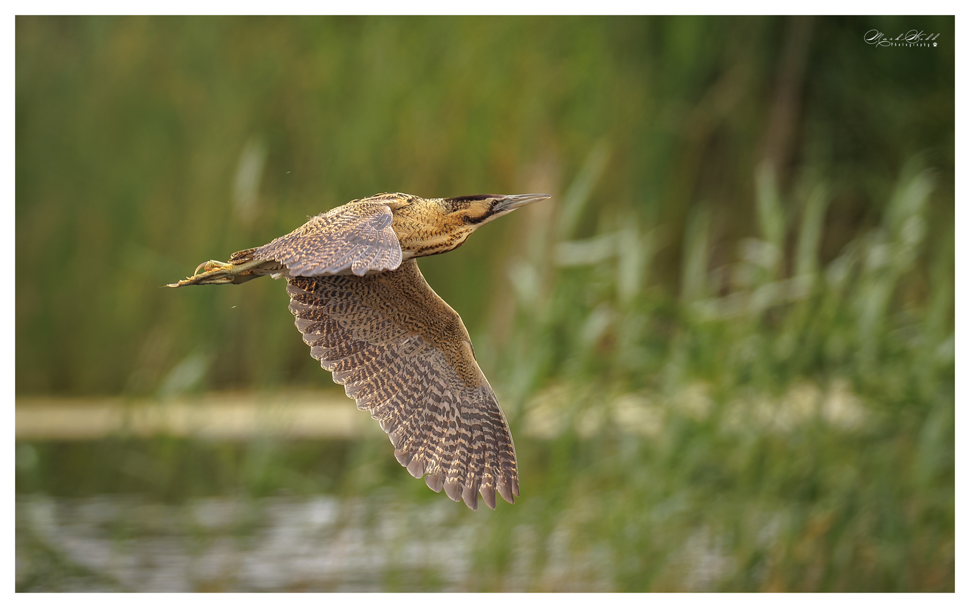 Bittern Woodwalton June 2023