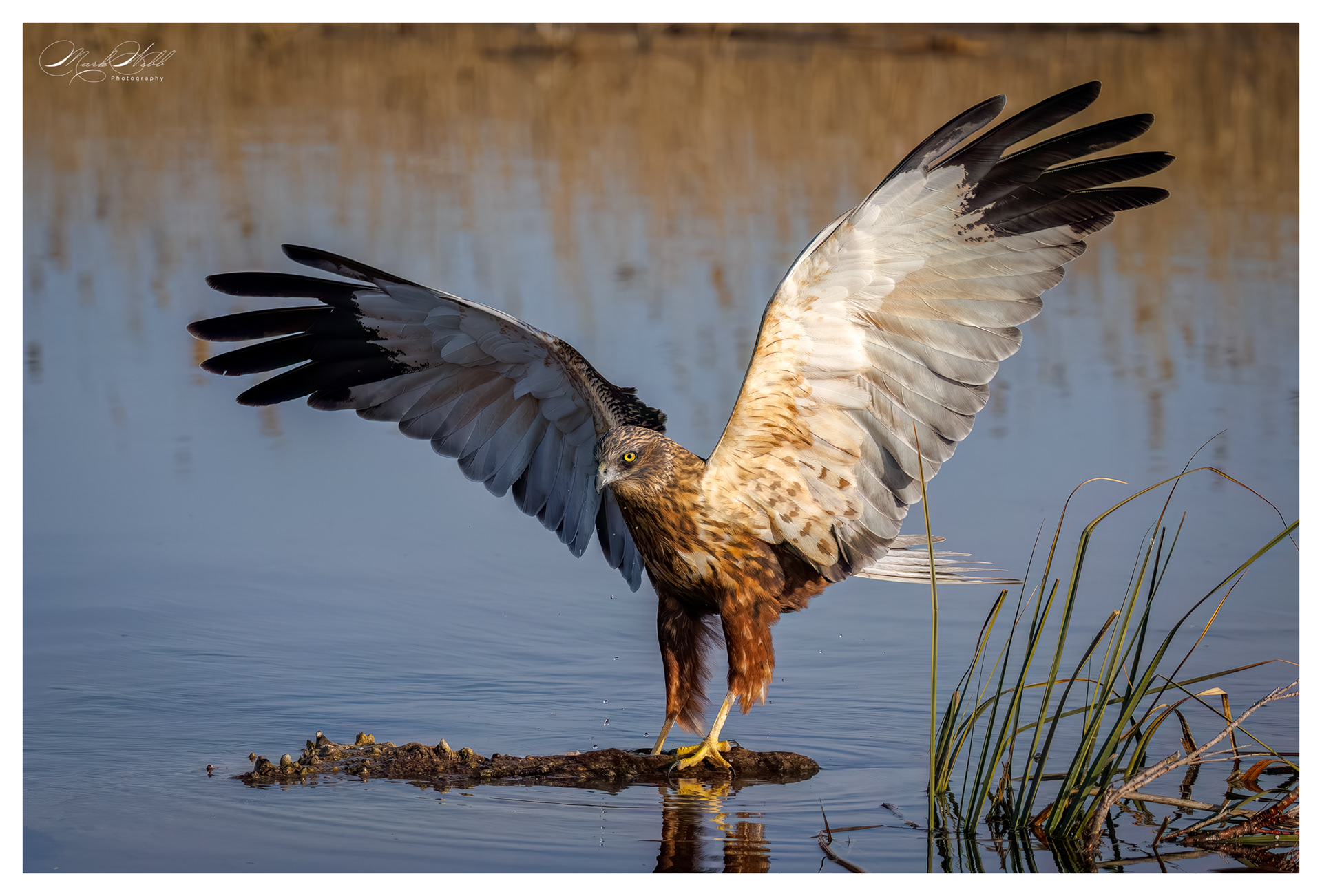 Marsh Harrier
