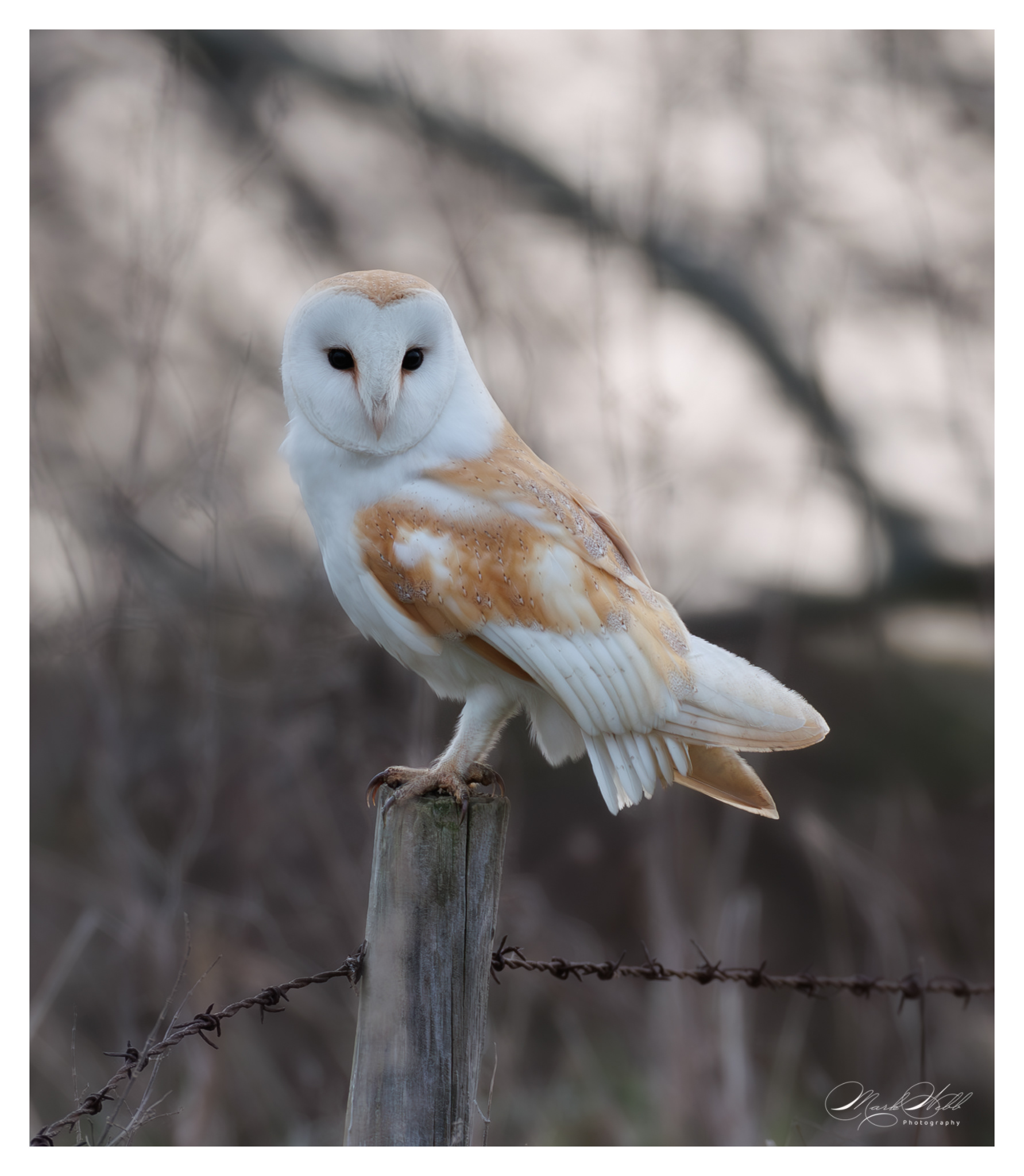 Barn Owl Whiston Lock March 2025