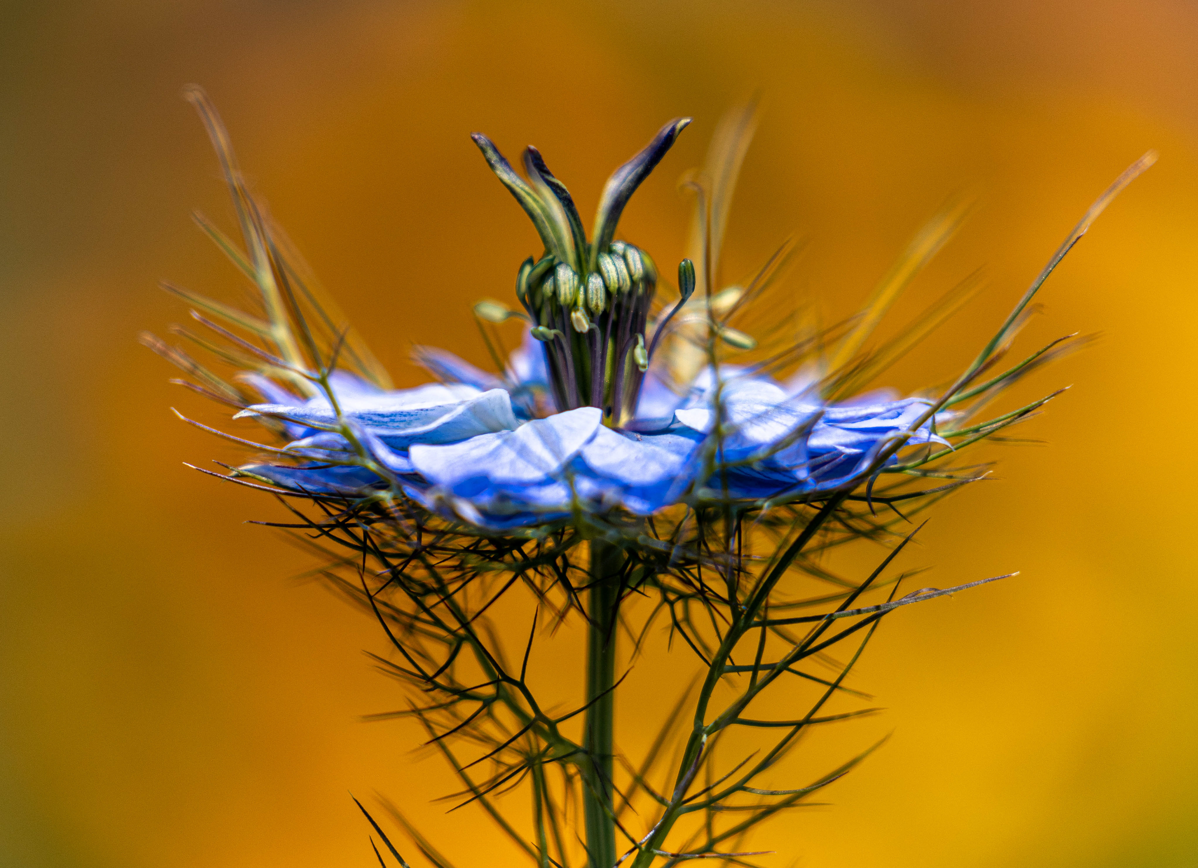Love in a Mist June 2023
