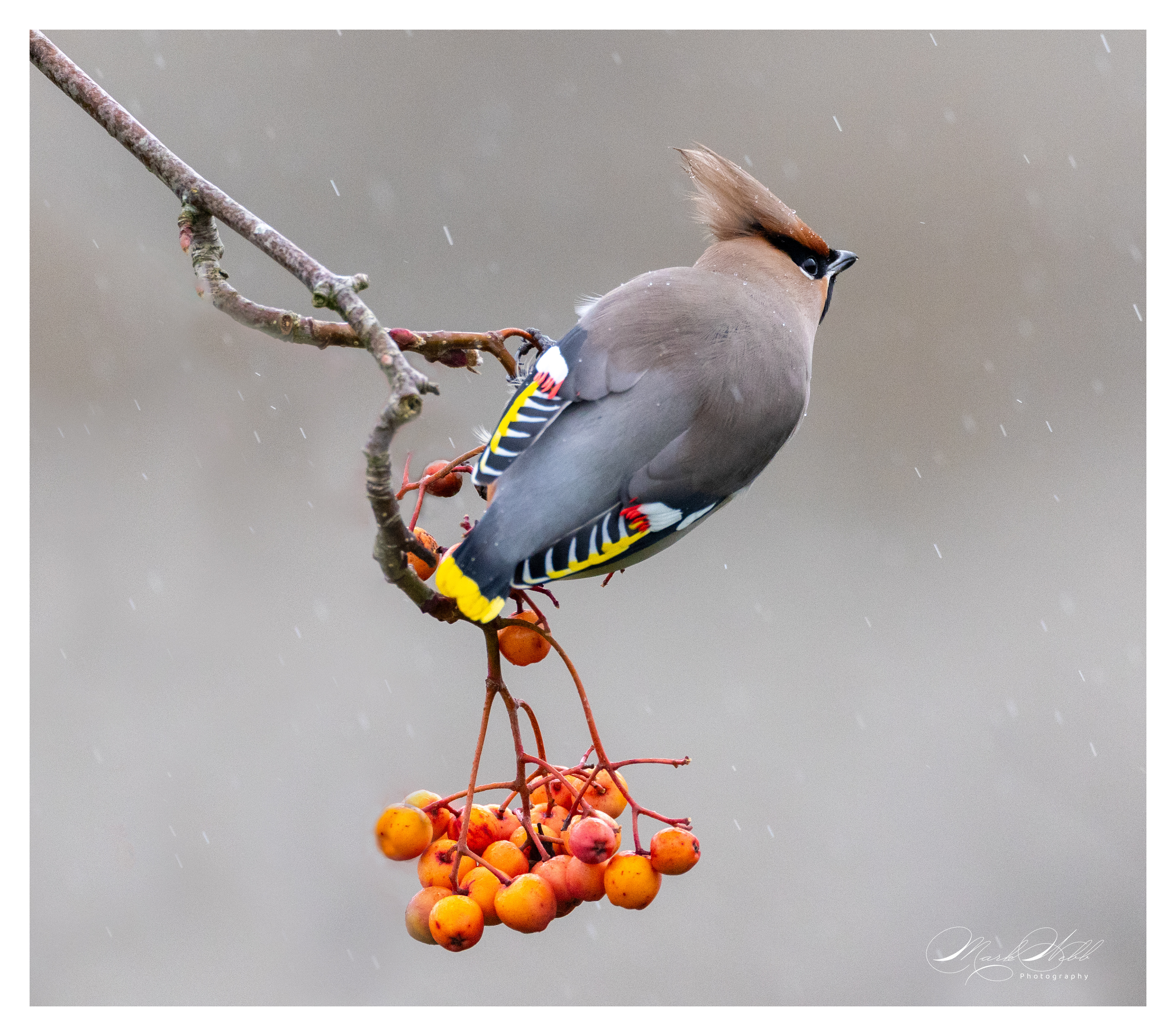 Waxwings Corby January 2024