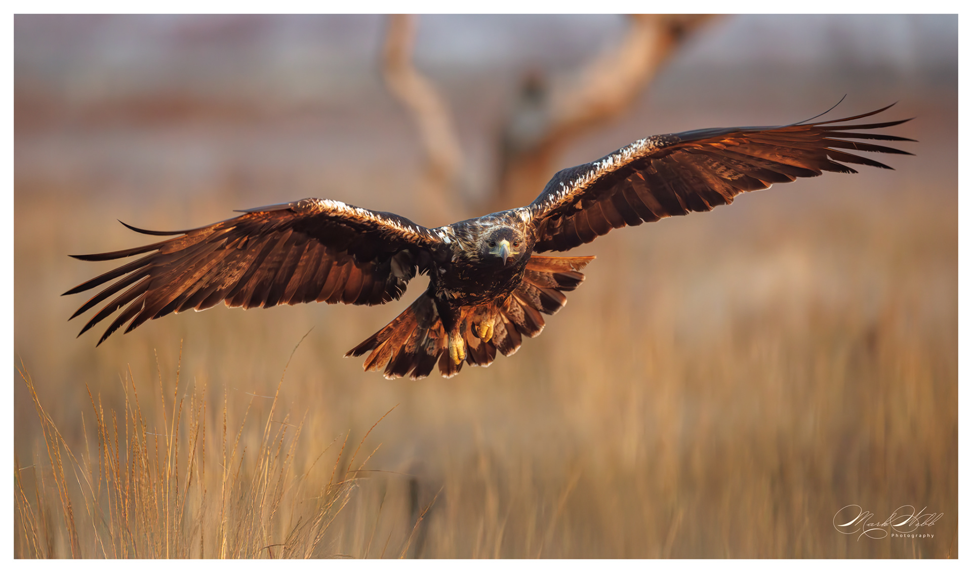 Spanish Imperial Eagle