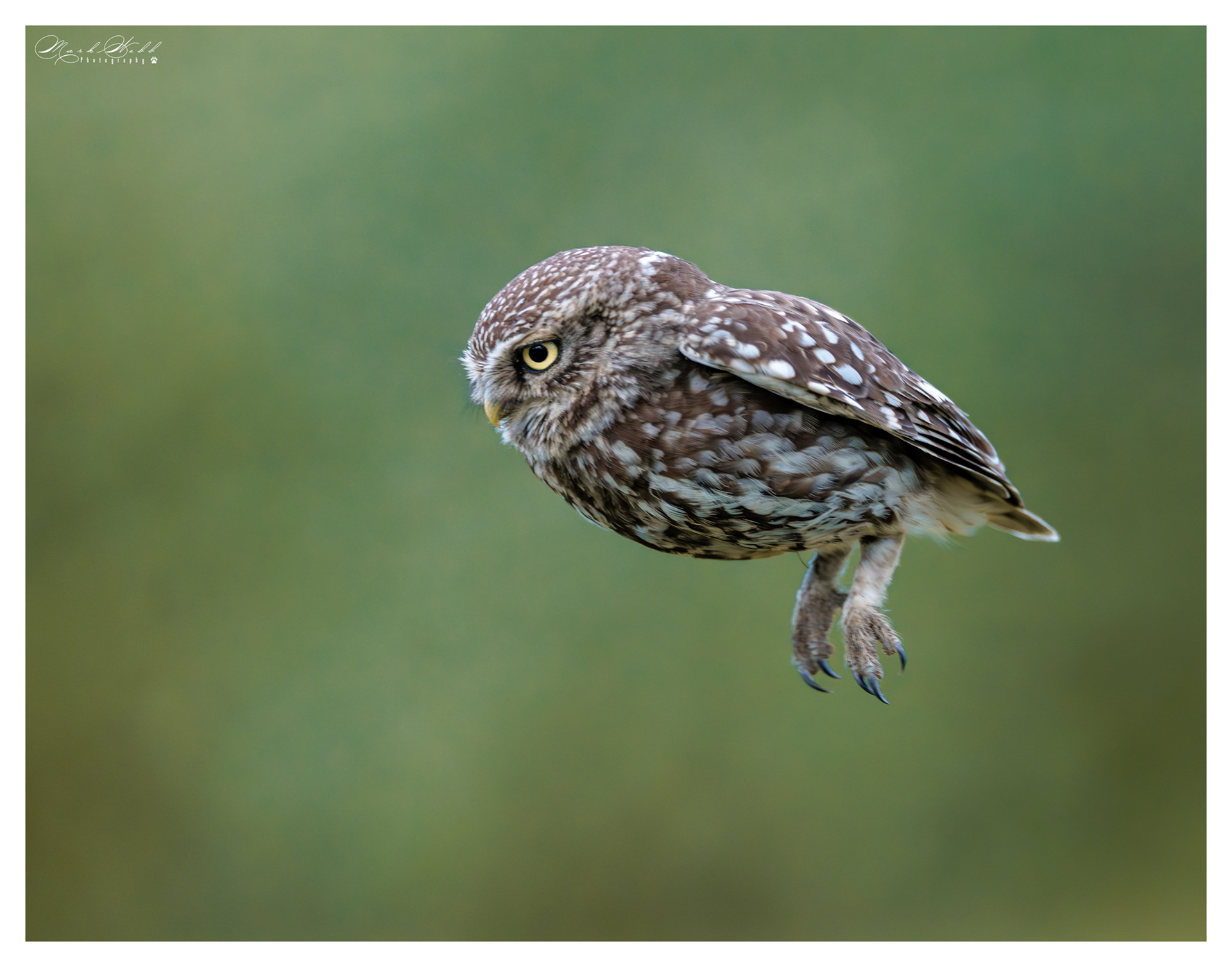 Little Owl Holdenby Estate July 2026