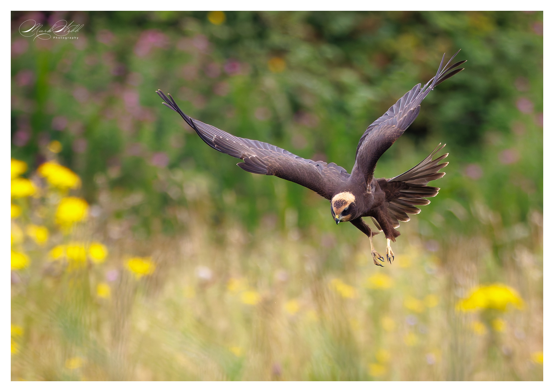 Marsh Harrier Holme August 2024