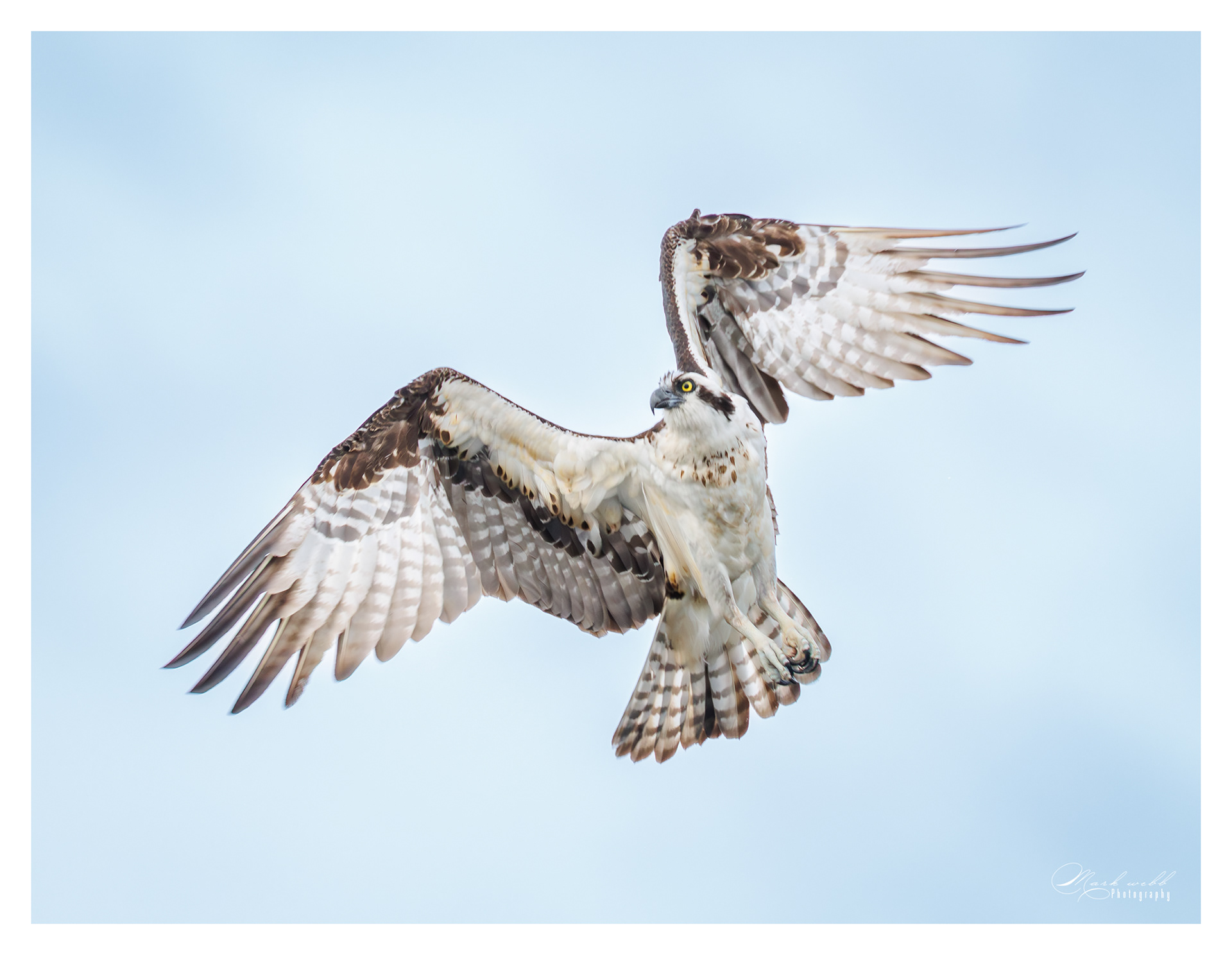 Osprey Blue Cypress Lake
