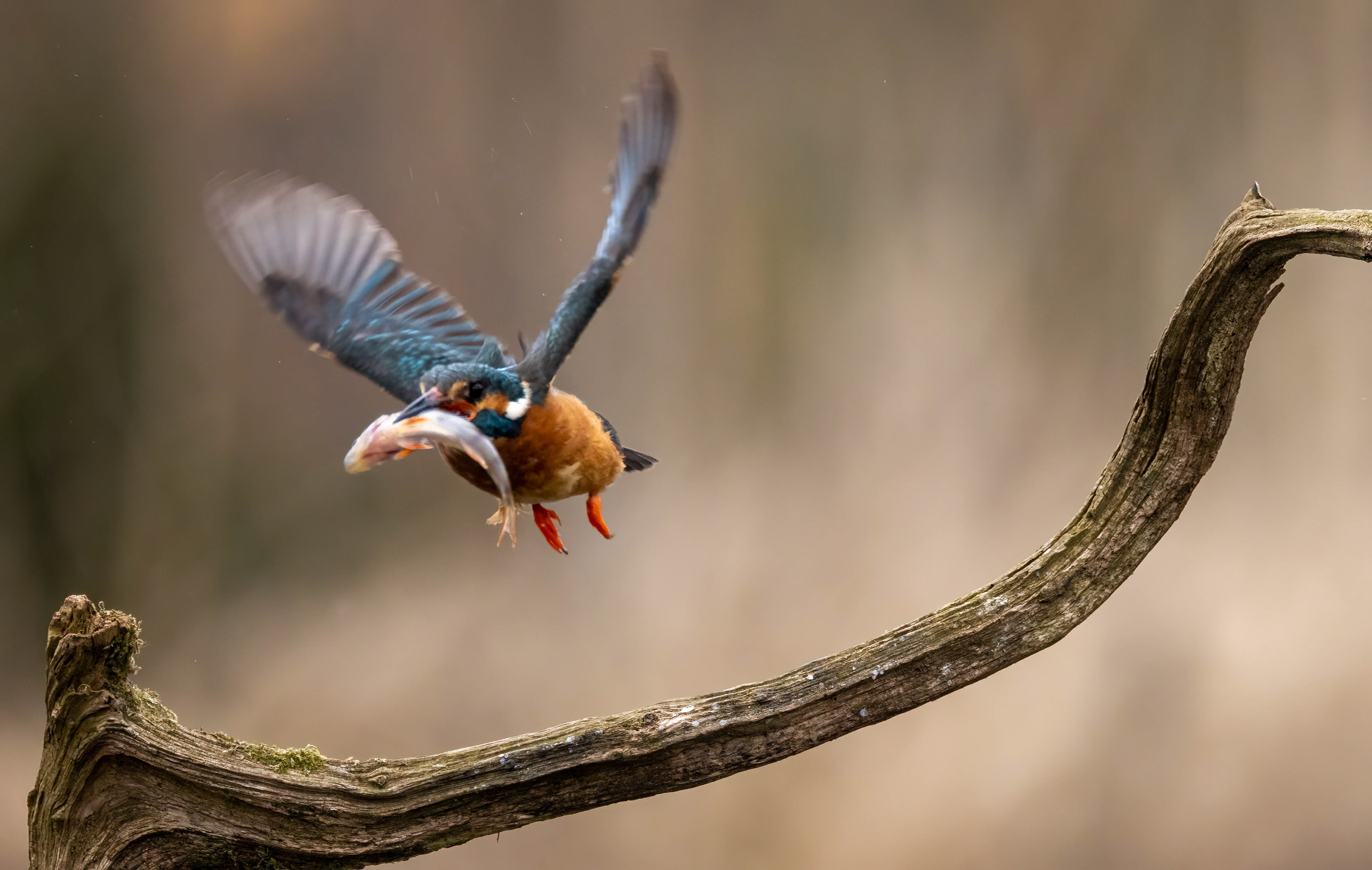 Wildlife Hides March 2023