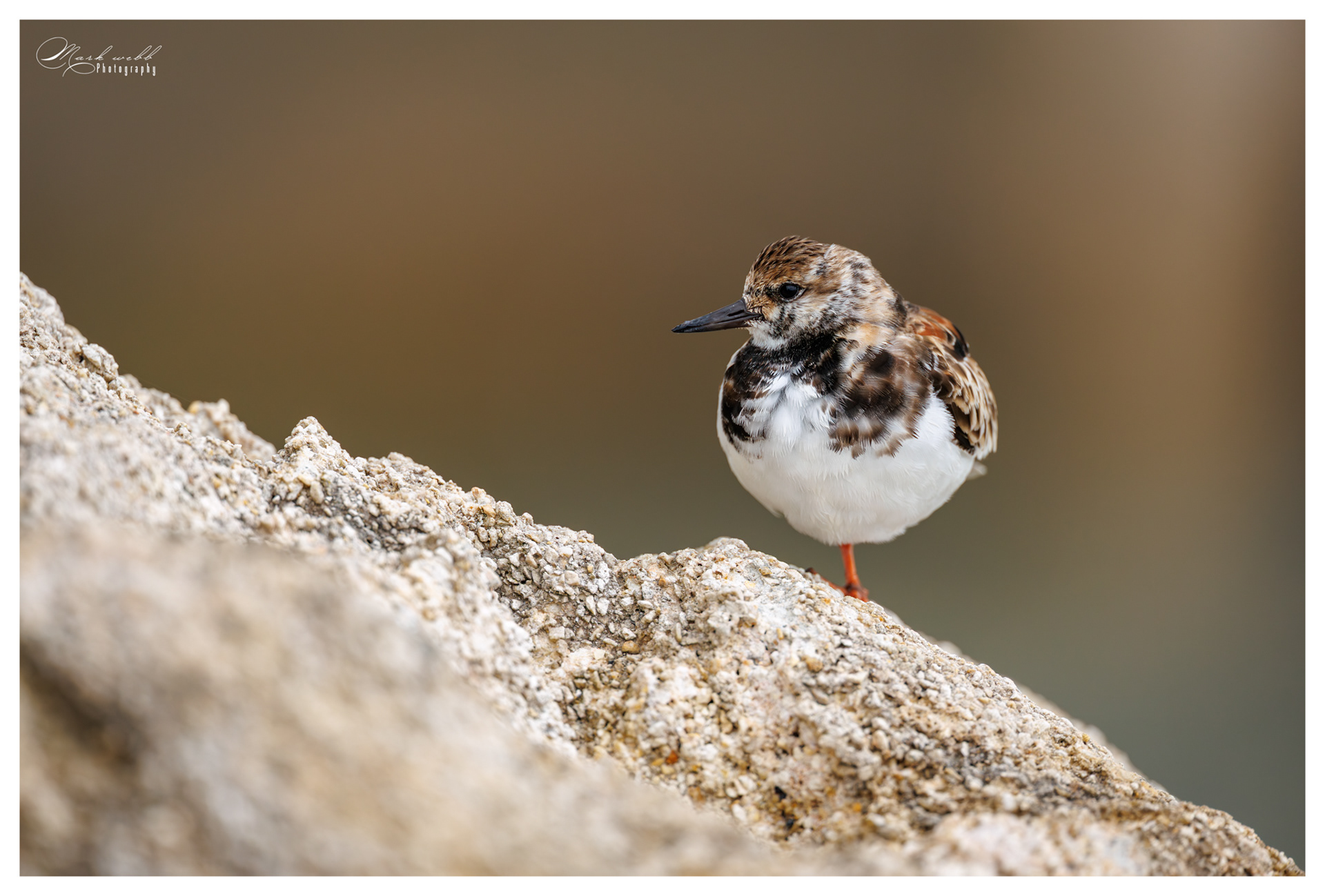 Turnstone S Inlet