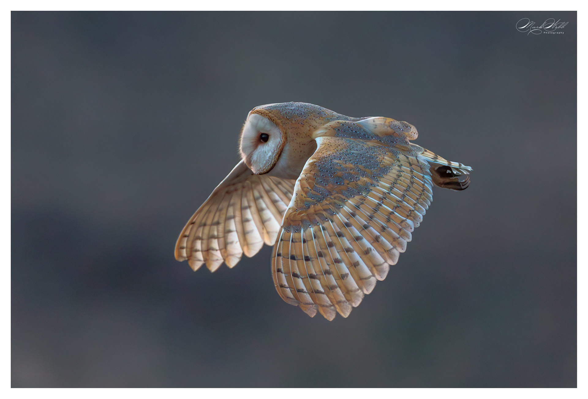 Barn Owl Whiston Lock March 2025