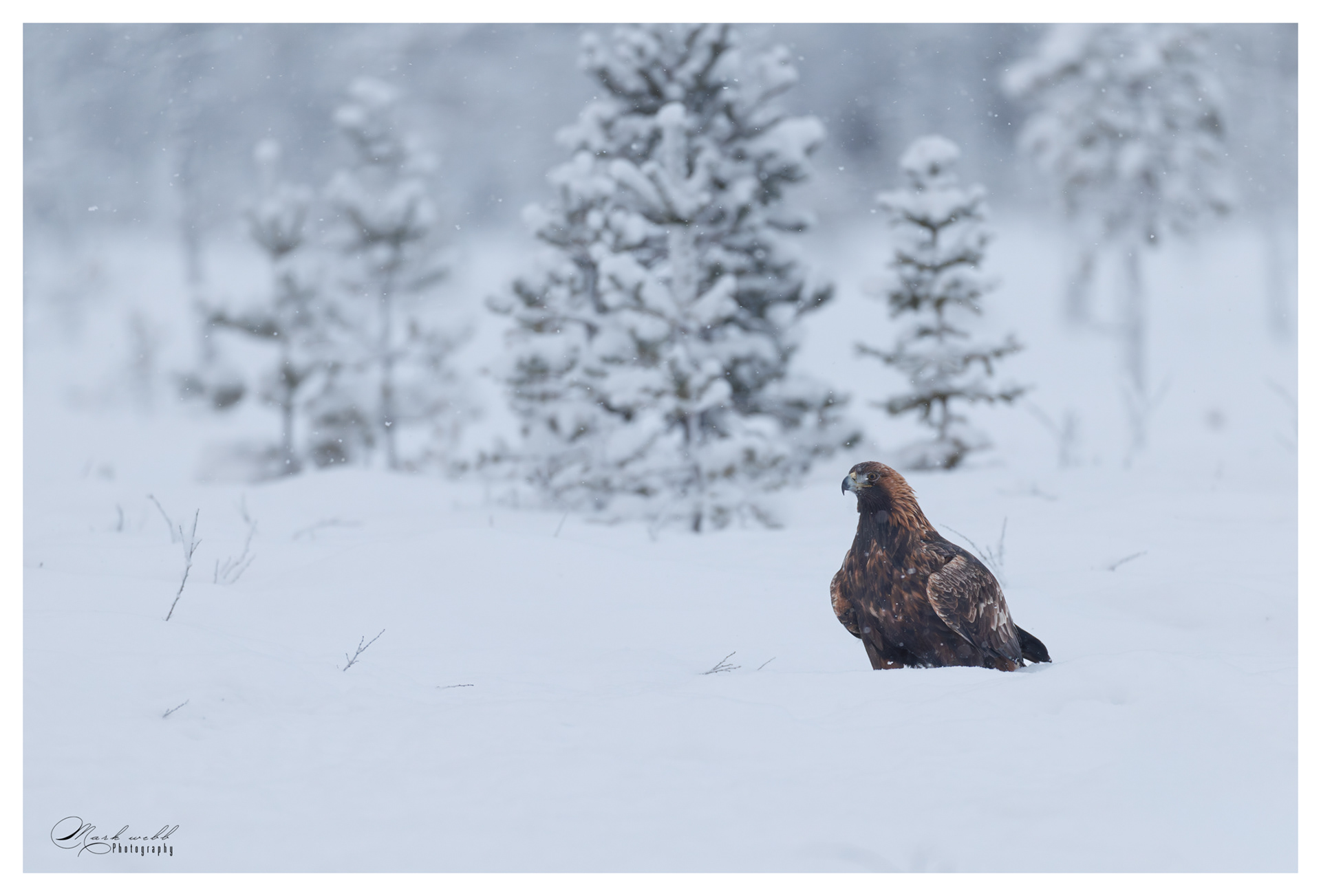 Golden Eagle