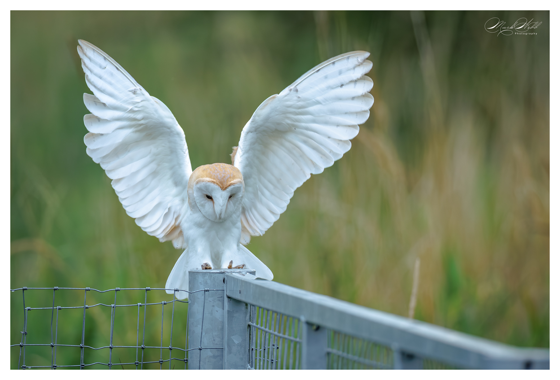 Barn Owl Sculthorpe July 2025