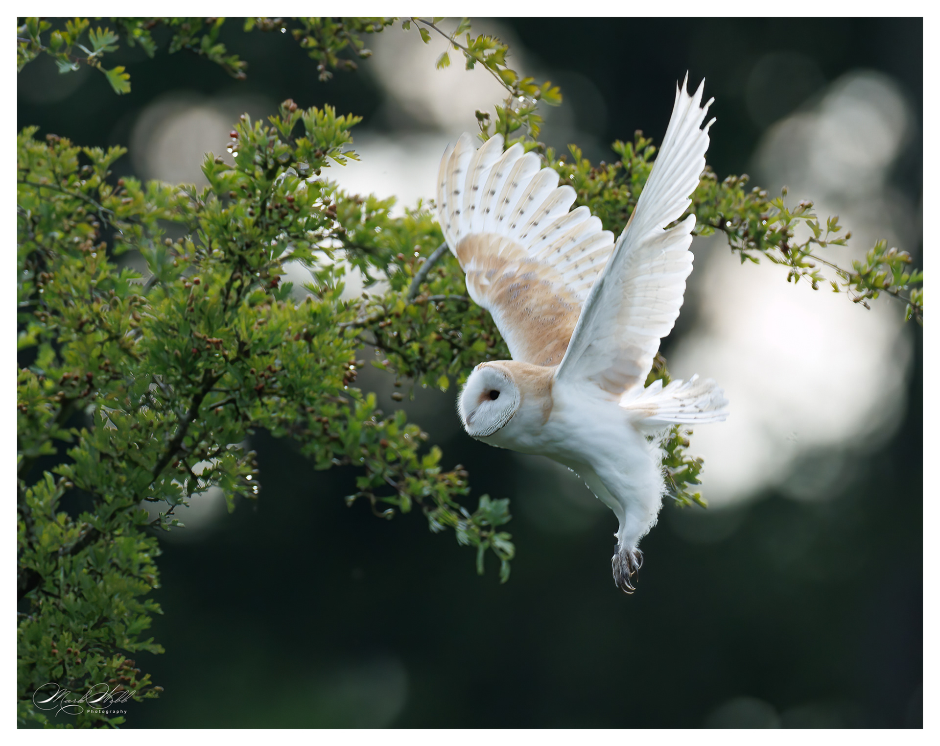 Barn Owl Sculthorpe July 2025