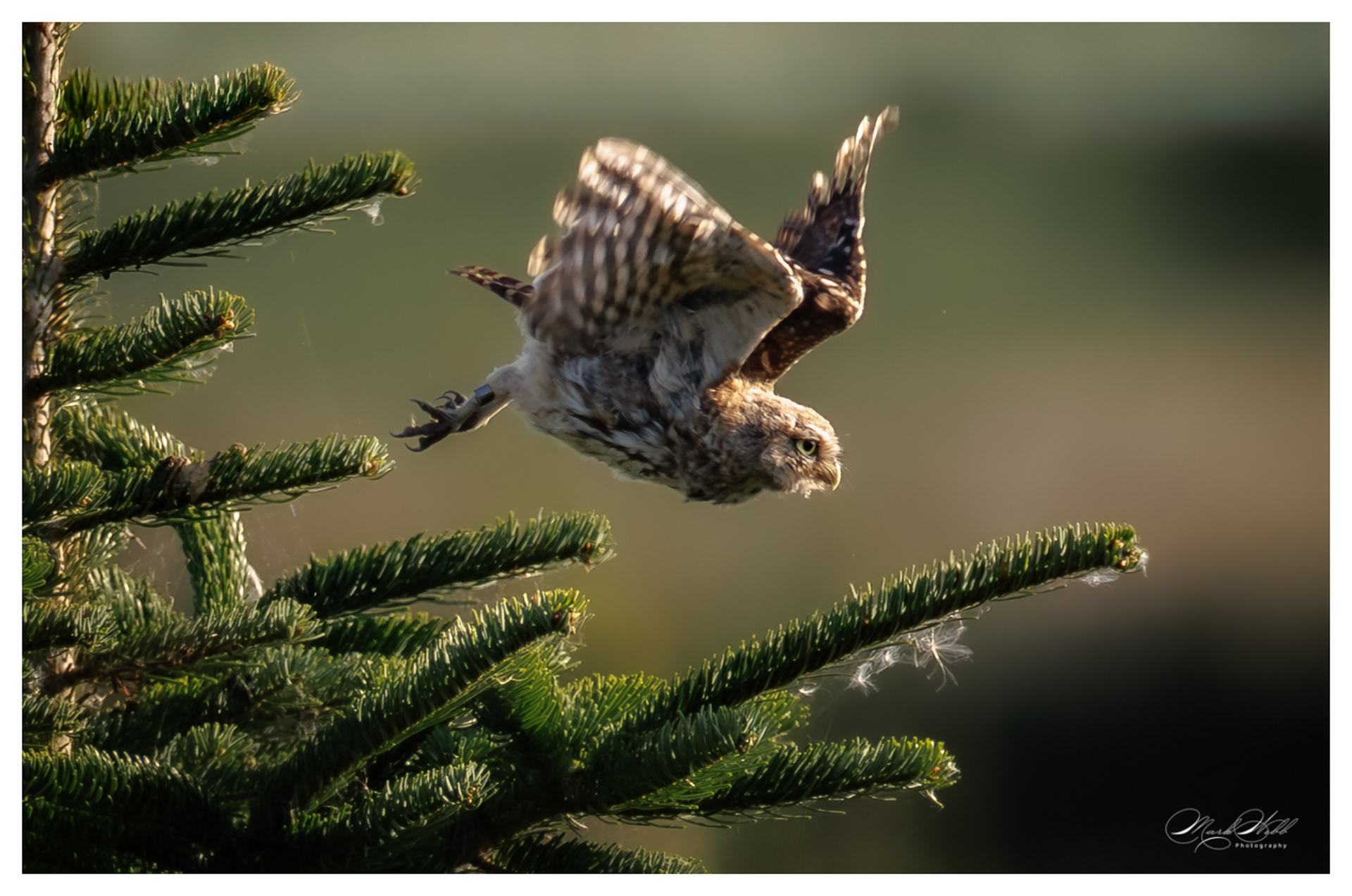 Little Owl Lincolnshire August 2025