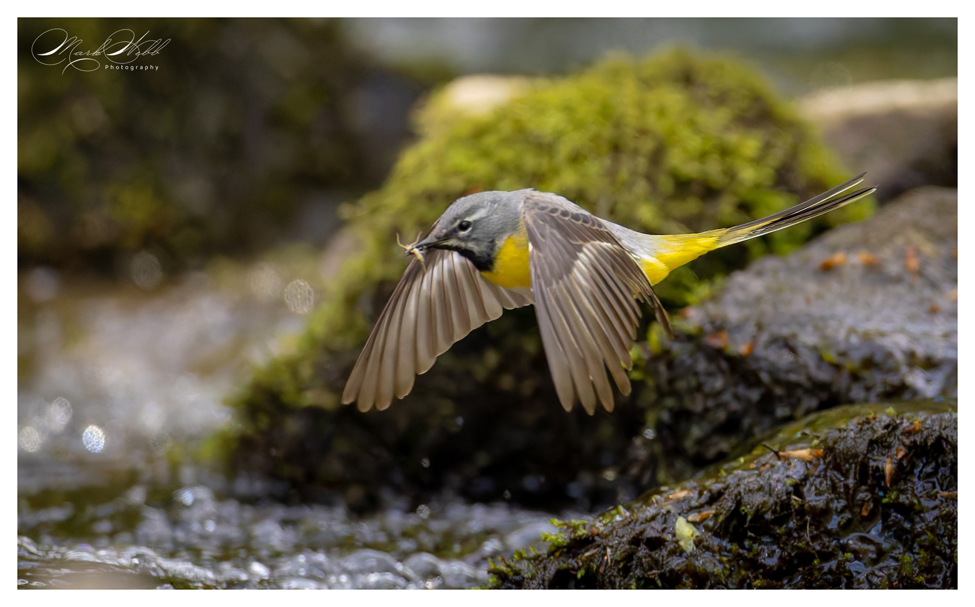 Grey Wagtail Millers Dale April 2024