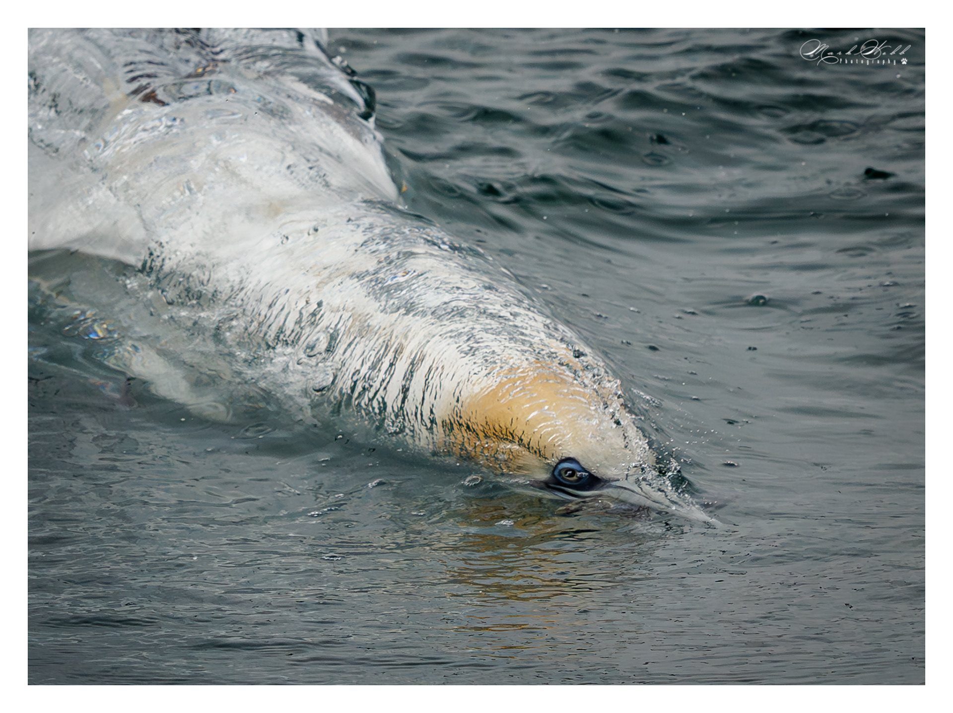 Bridlington Gannet Boat Trip August 2023