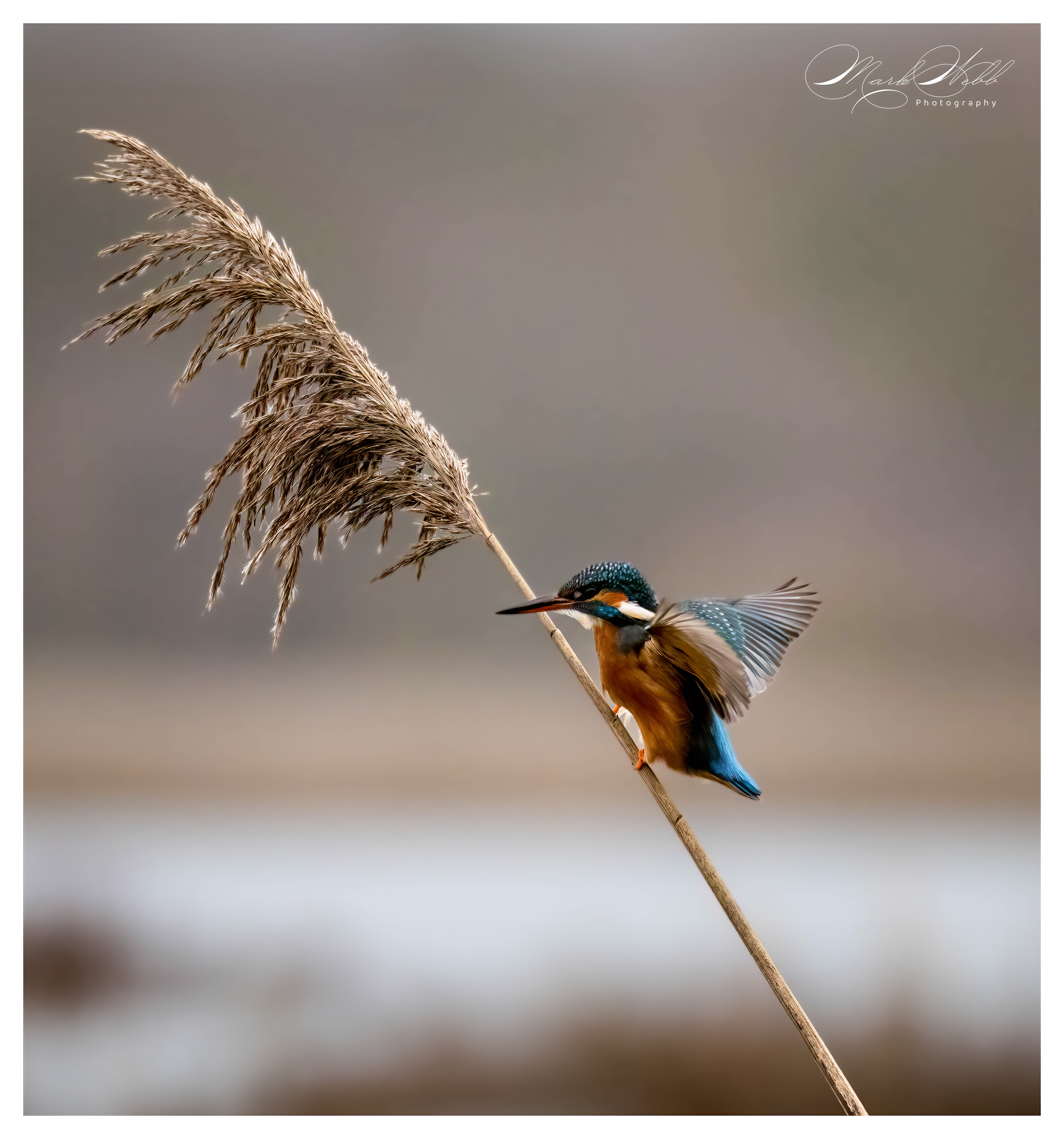 Rutland Water - January 2023