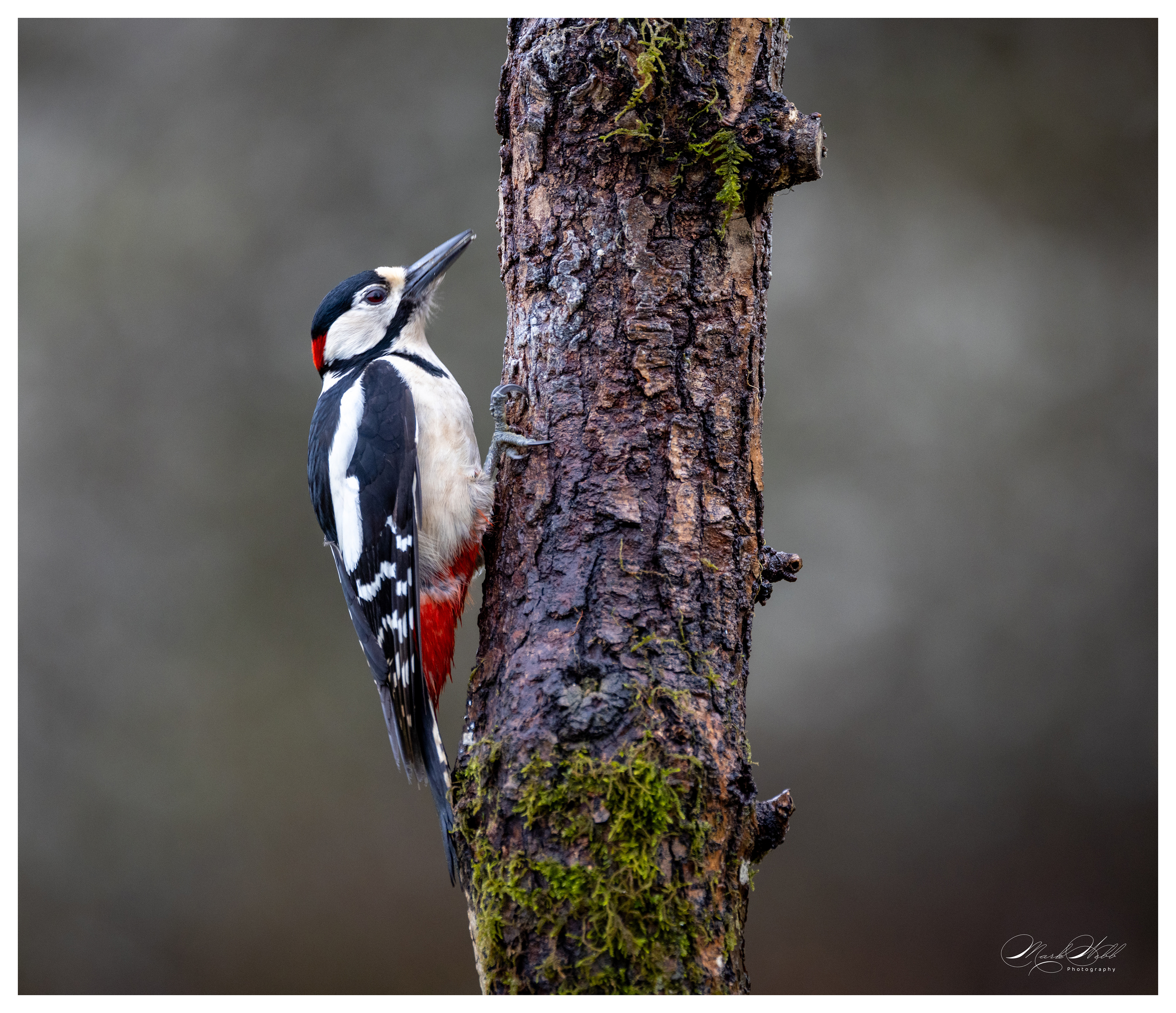 Woodpecker Bournemouth March 2024