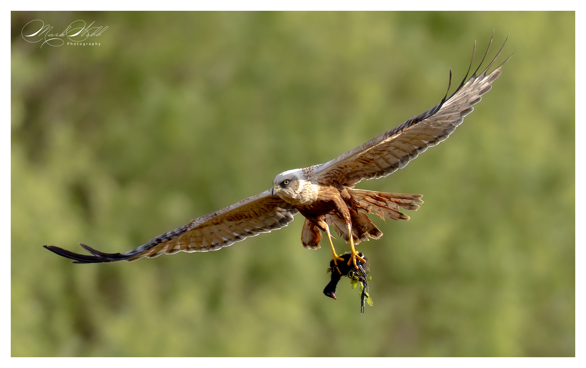 Marsh Harrier Fowlmere May 2024