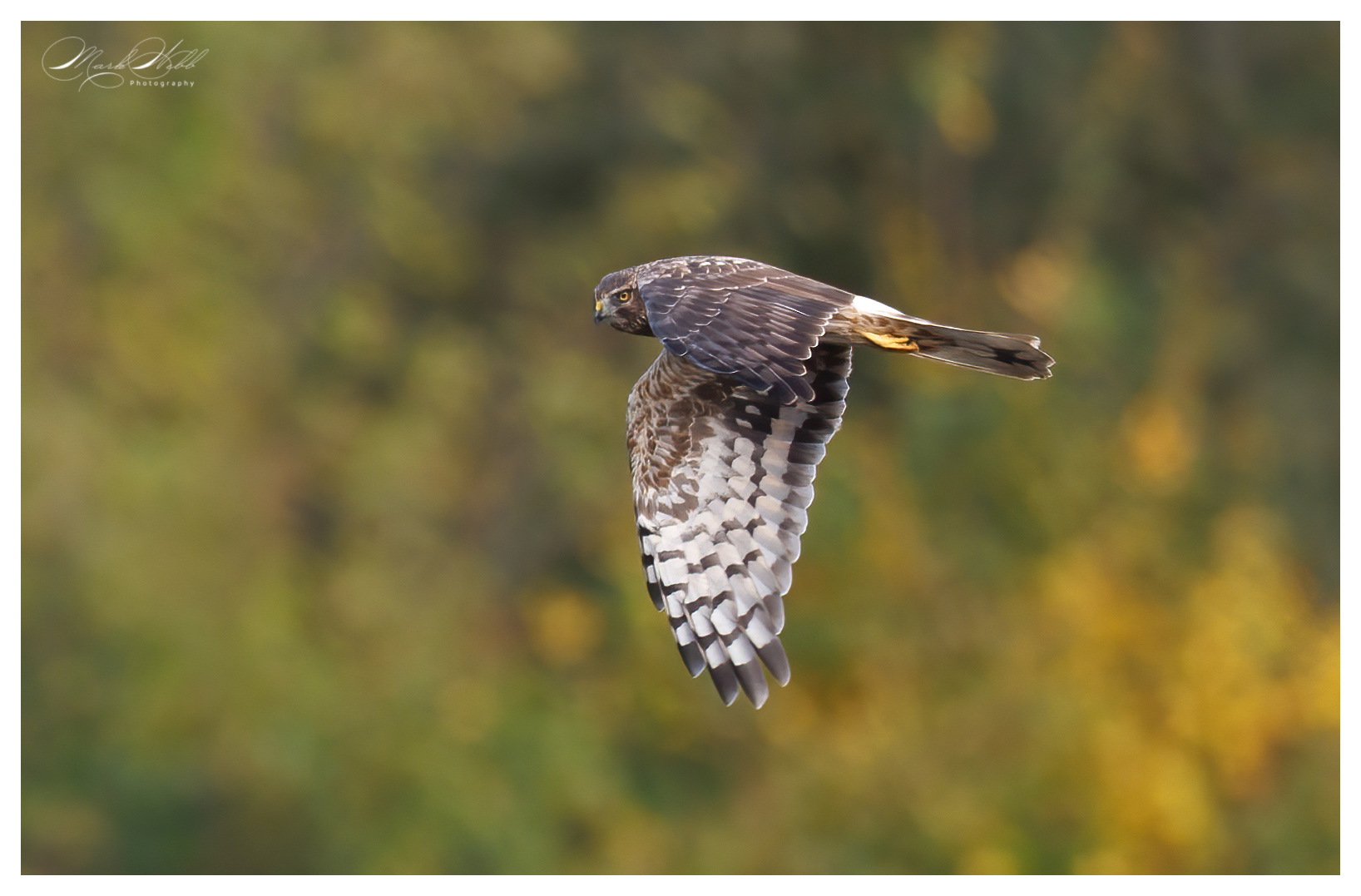 Hen Harrier Whiston Lock November 2024