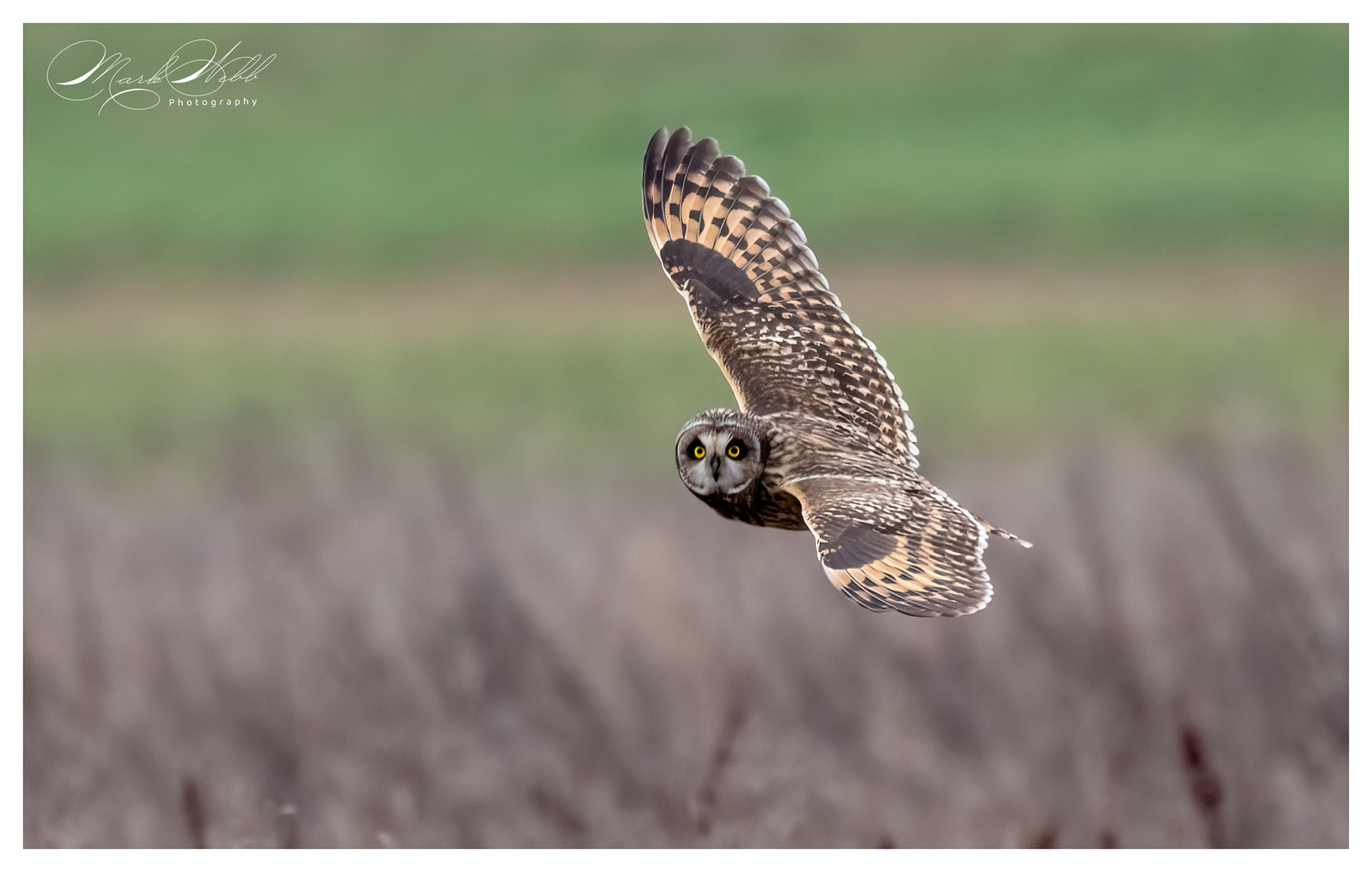 SEO Wallasea Island February 2024
