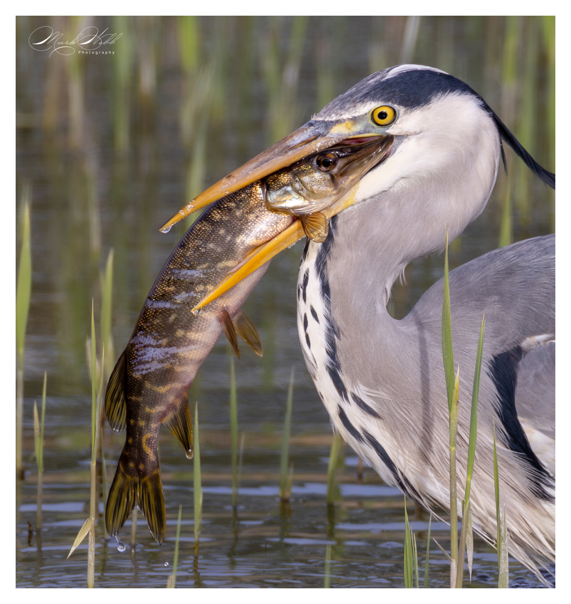 Heron v Pike Fowlmere April 2024
