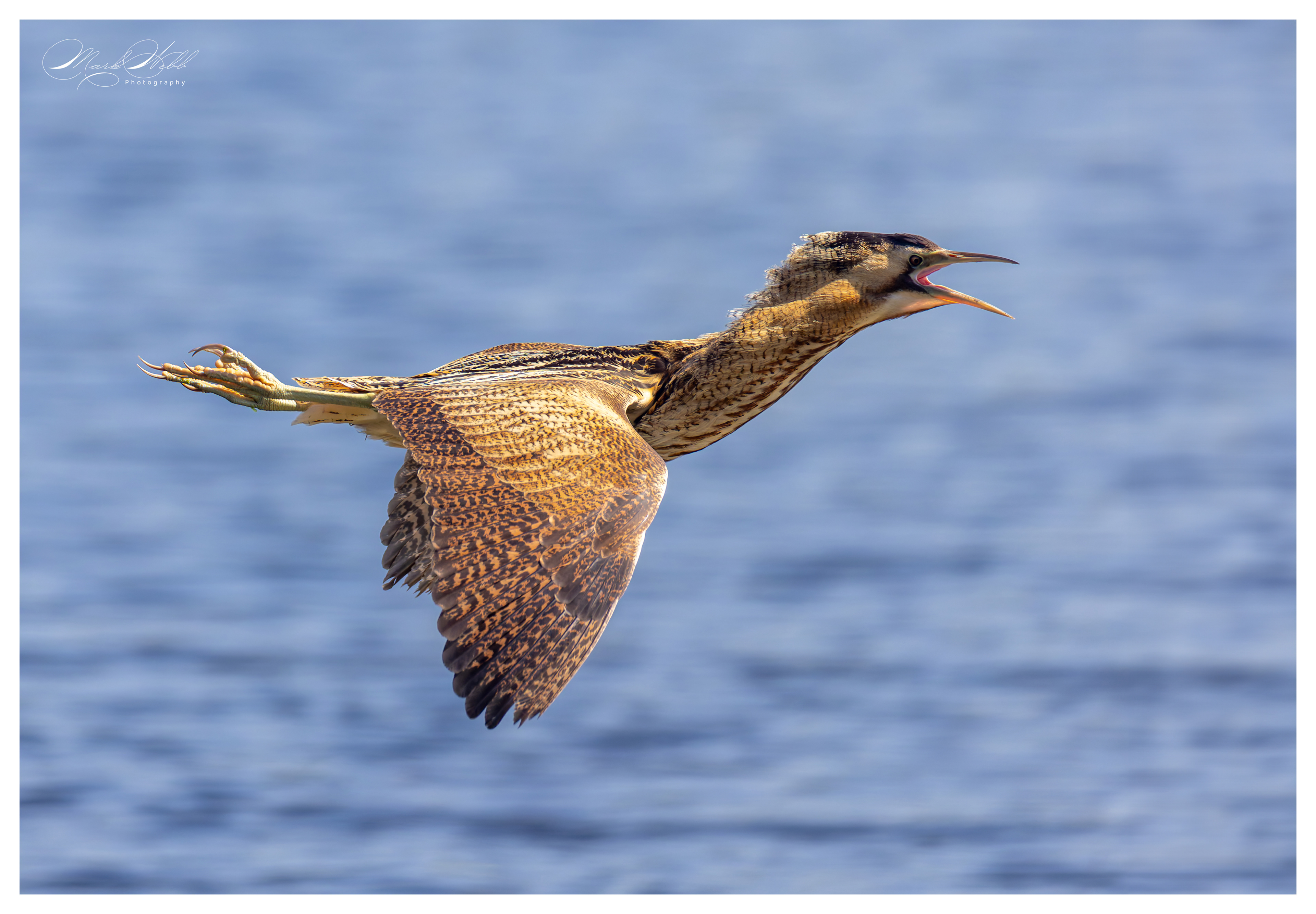 Bittern Woodwalton - June 2023