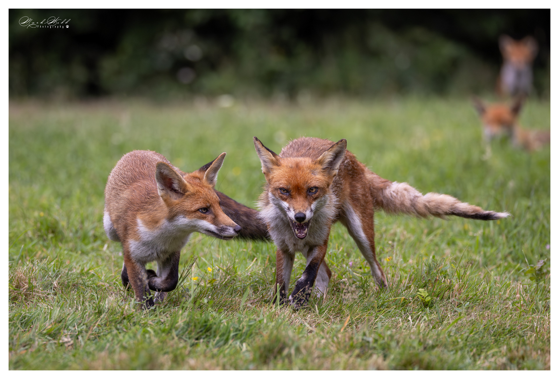 Essex Foxes July 2023