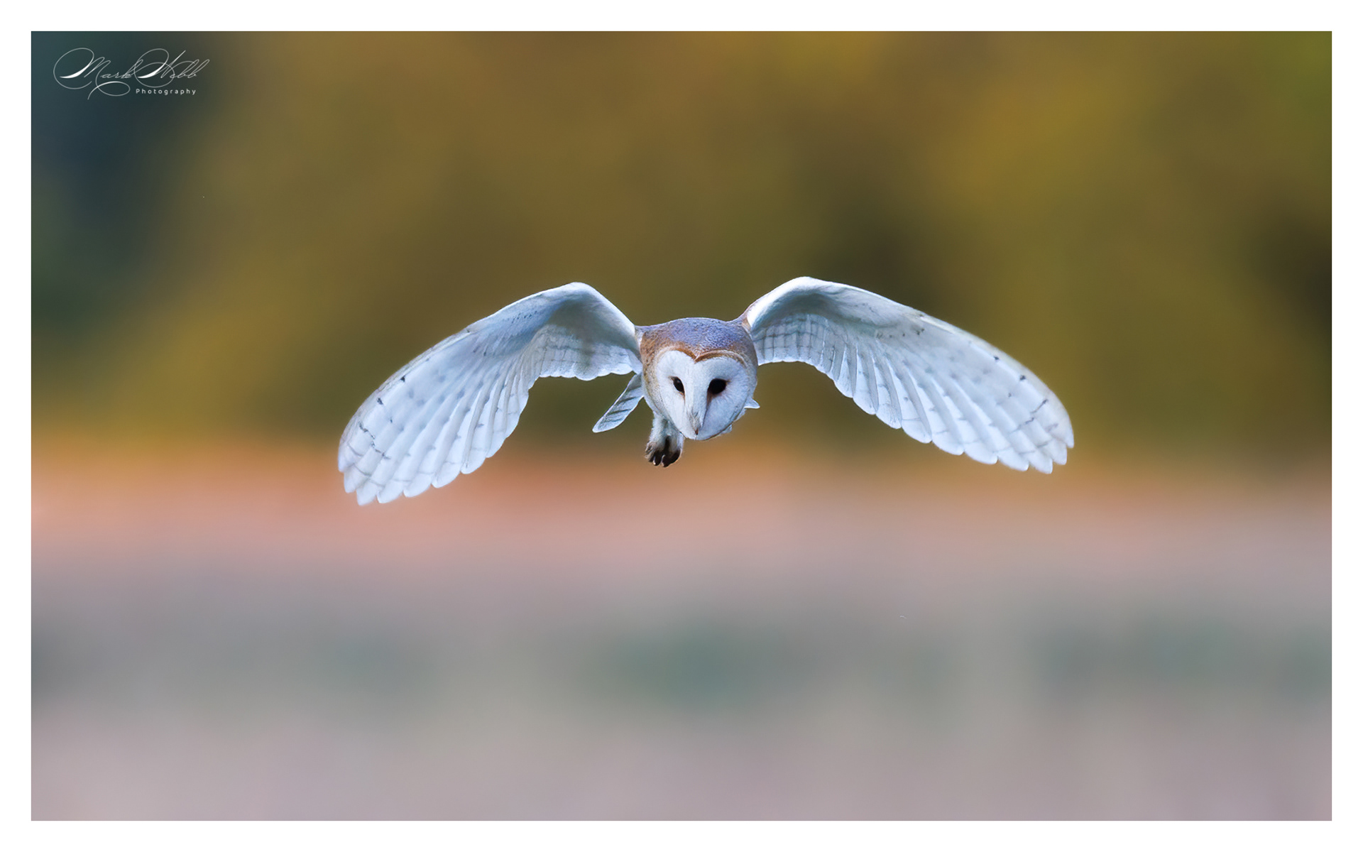 Barn Owl Summer Leys July 2024