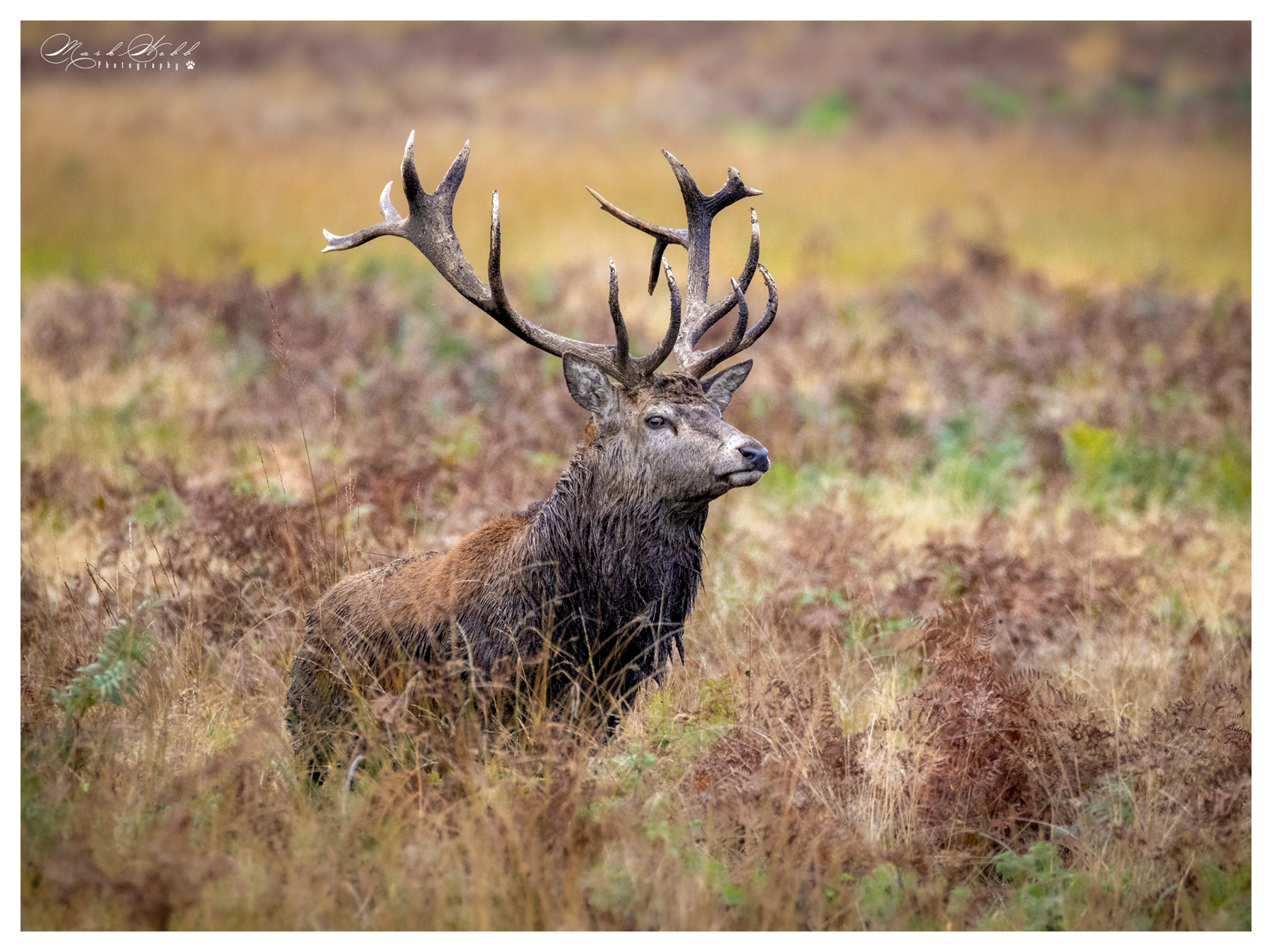 Bradgate Park October 2023