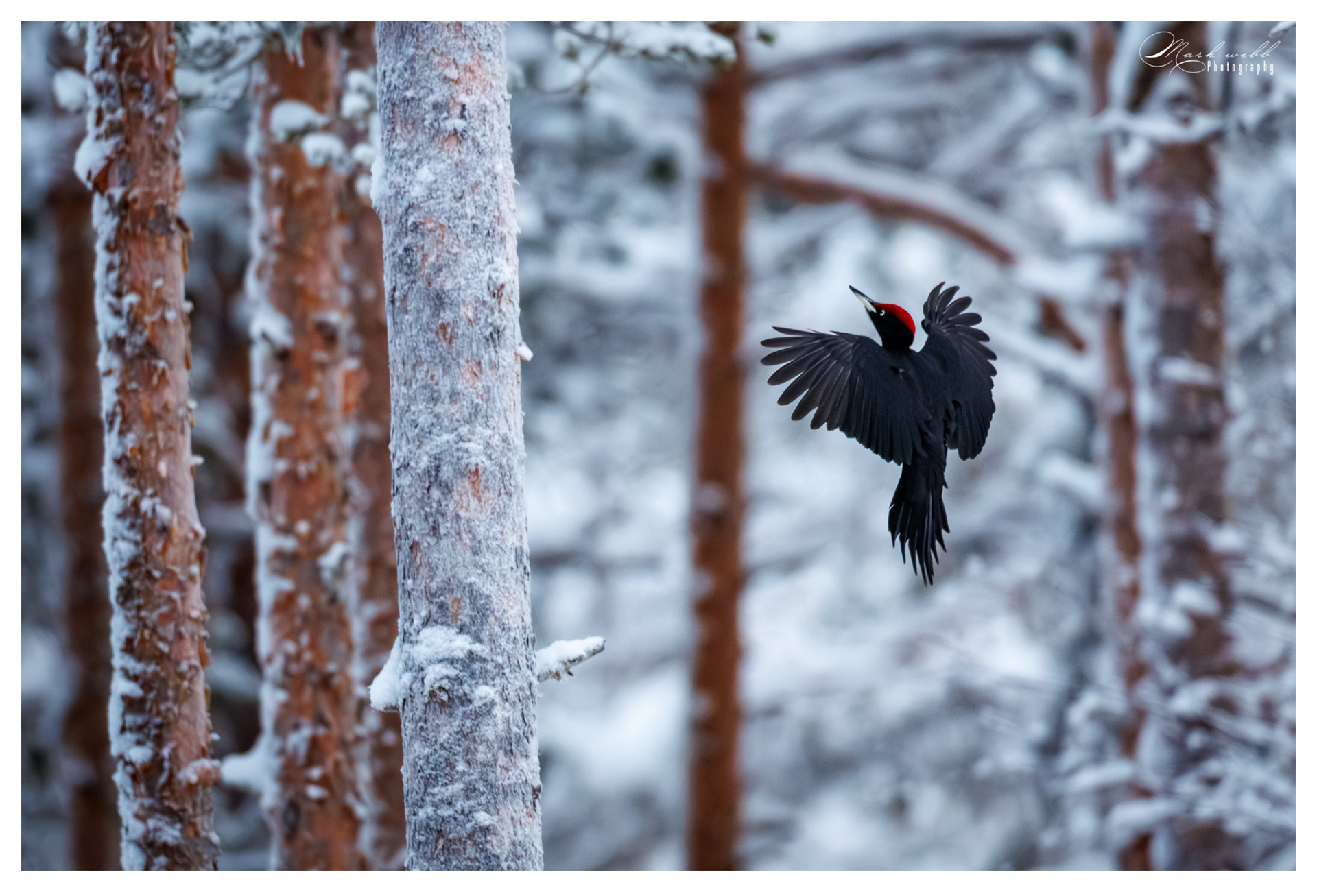 Black Woodpecker