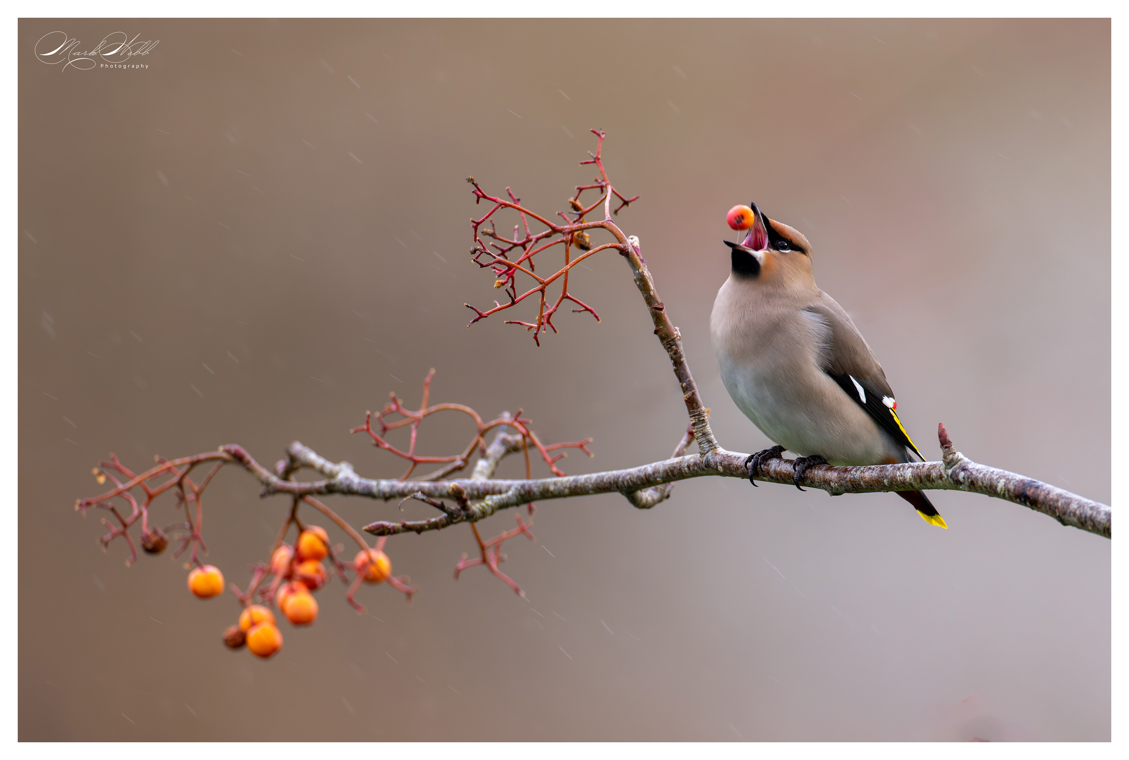 Waxwings Corby January 2024