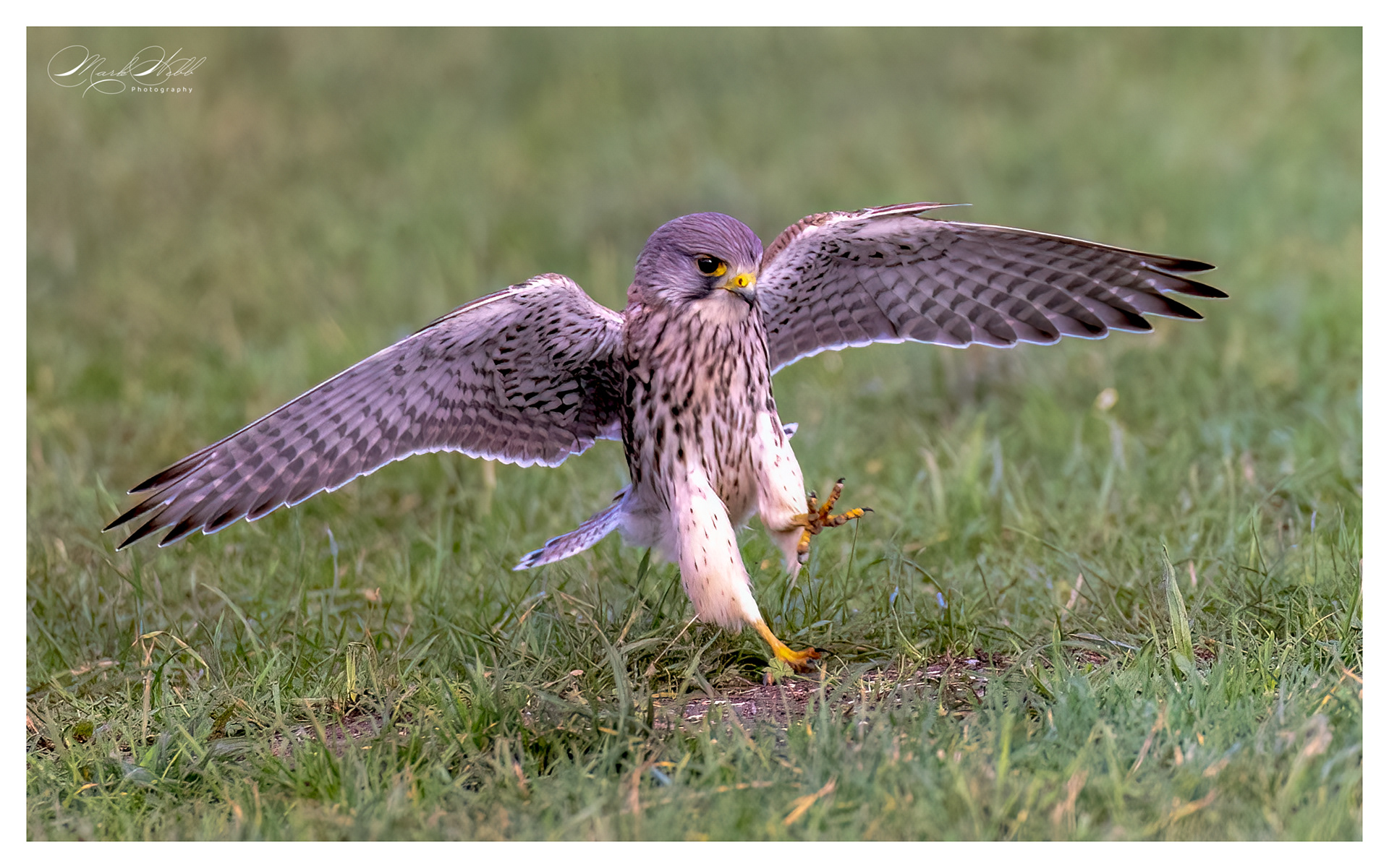 Kestrel Burwell Fen January 2024