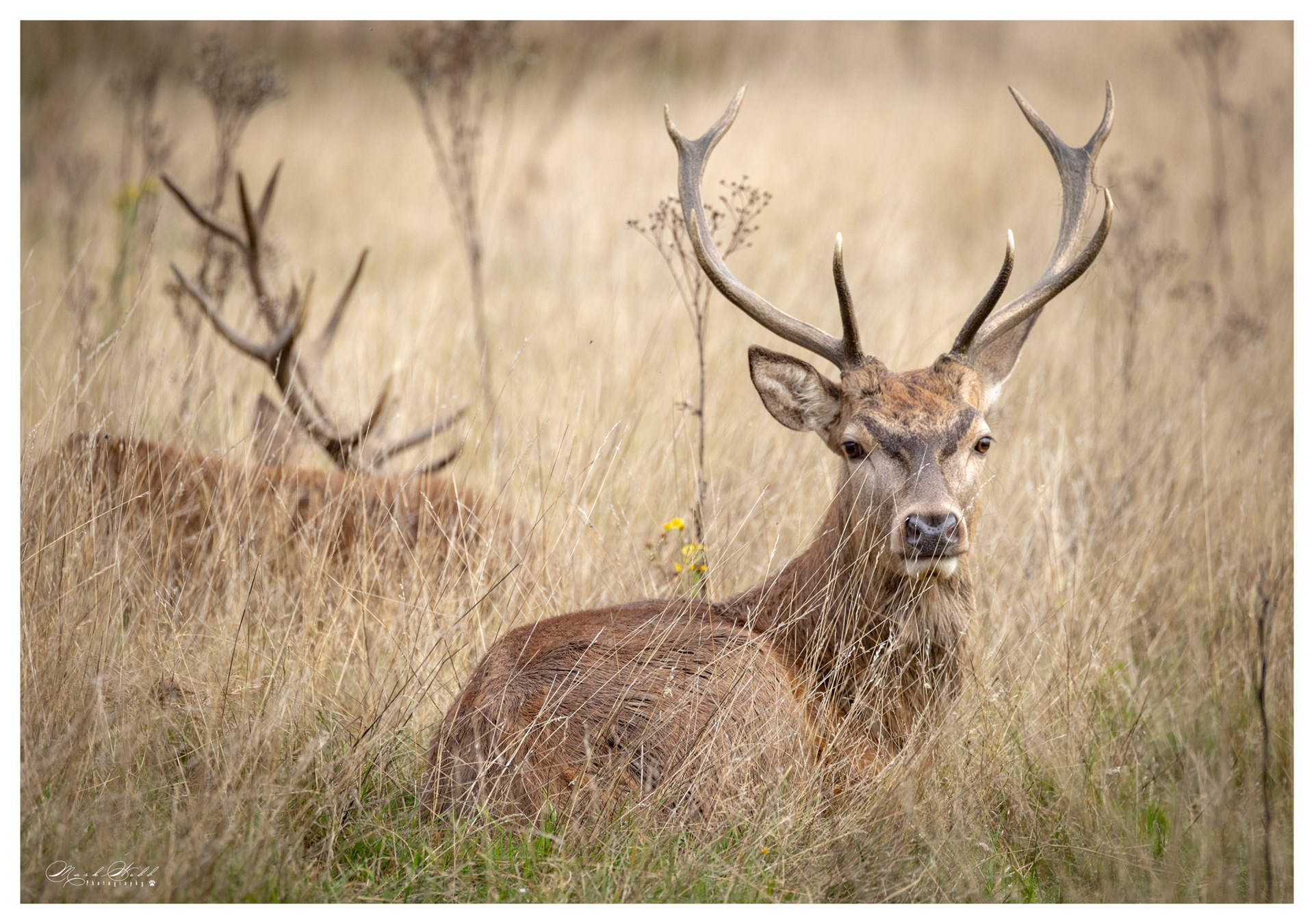 Richmond Park October 2023