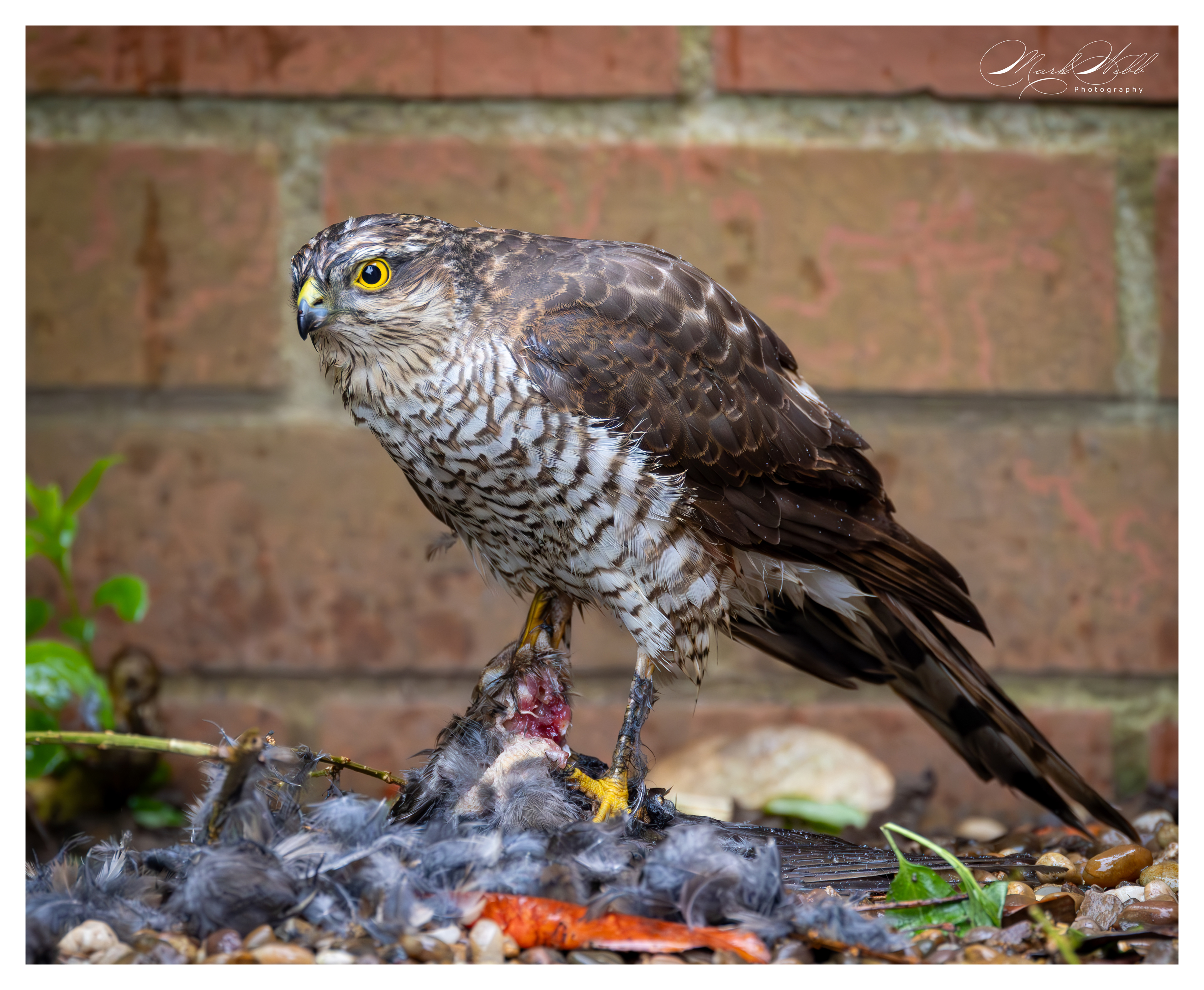 Sparrowhawk Garden April 2024