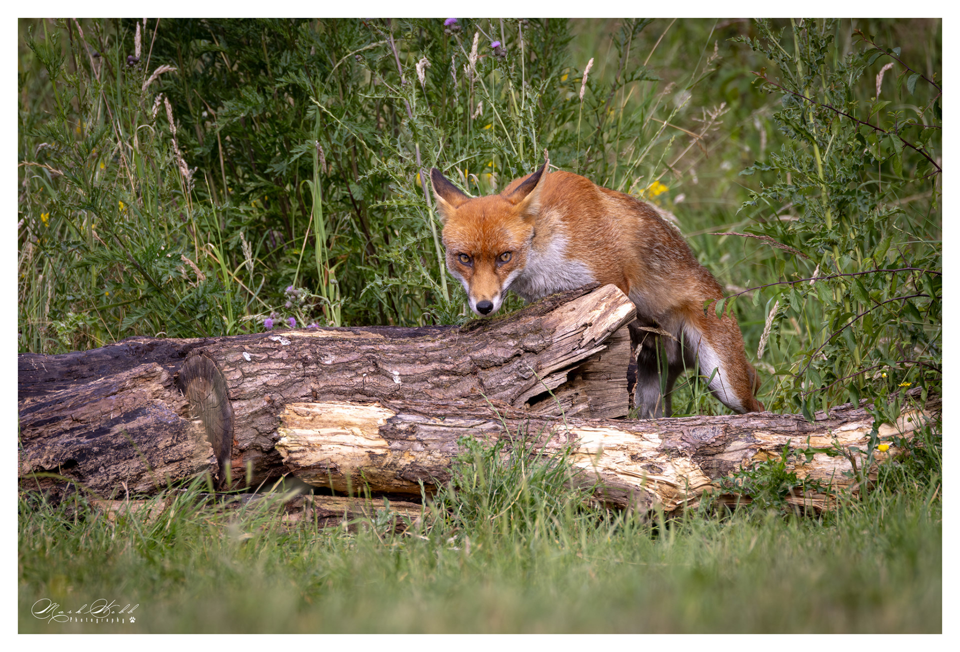 Essex Foxes July 2023