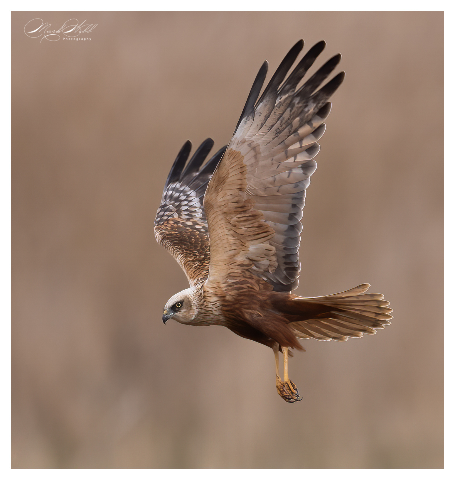 Marsh Harrier Fowlmere March 2024