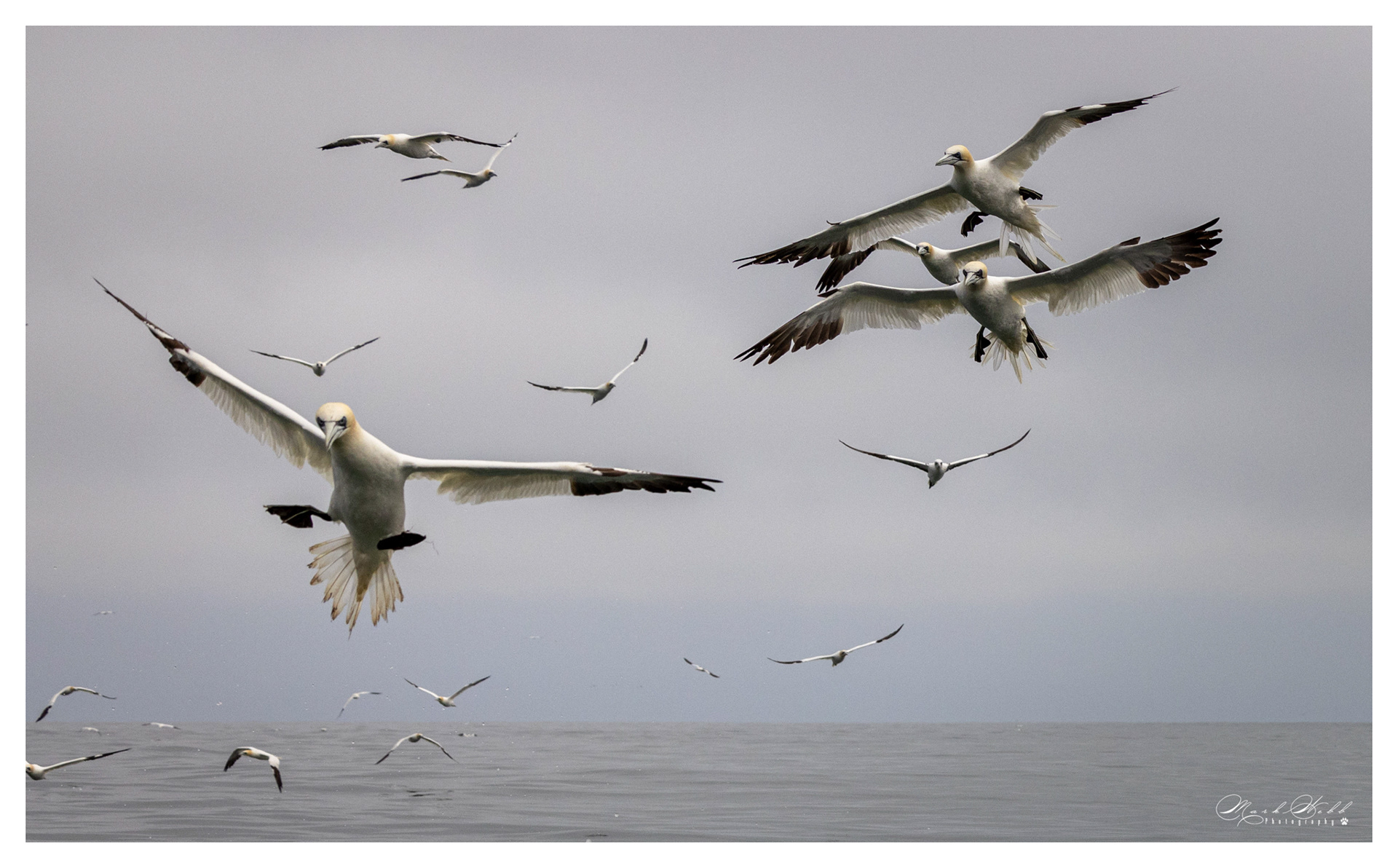 Bridlington Gannet Boat Trip August 2023