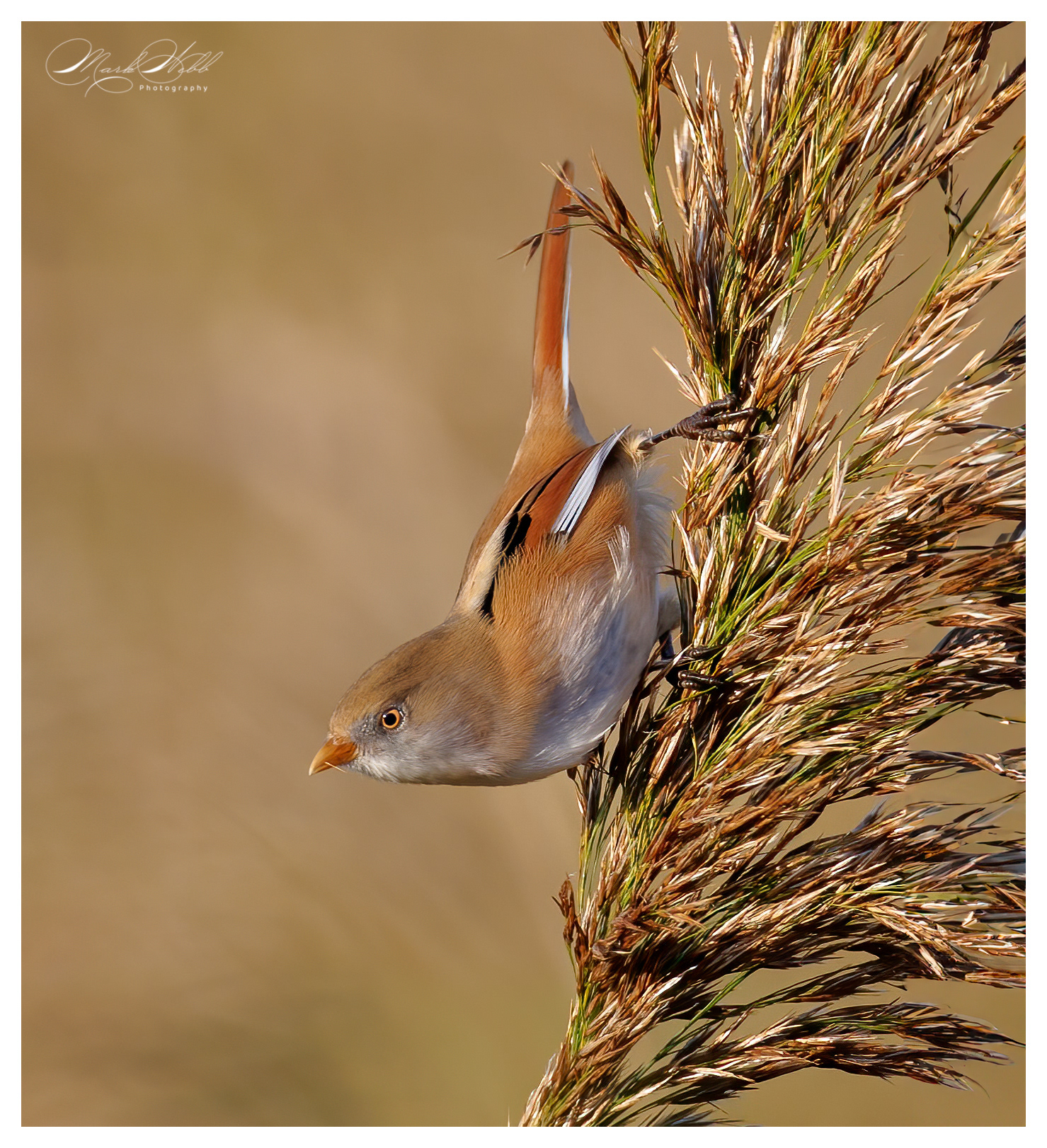 Female Bearded Reedling Ouse Fen October 2024