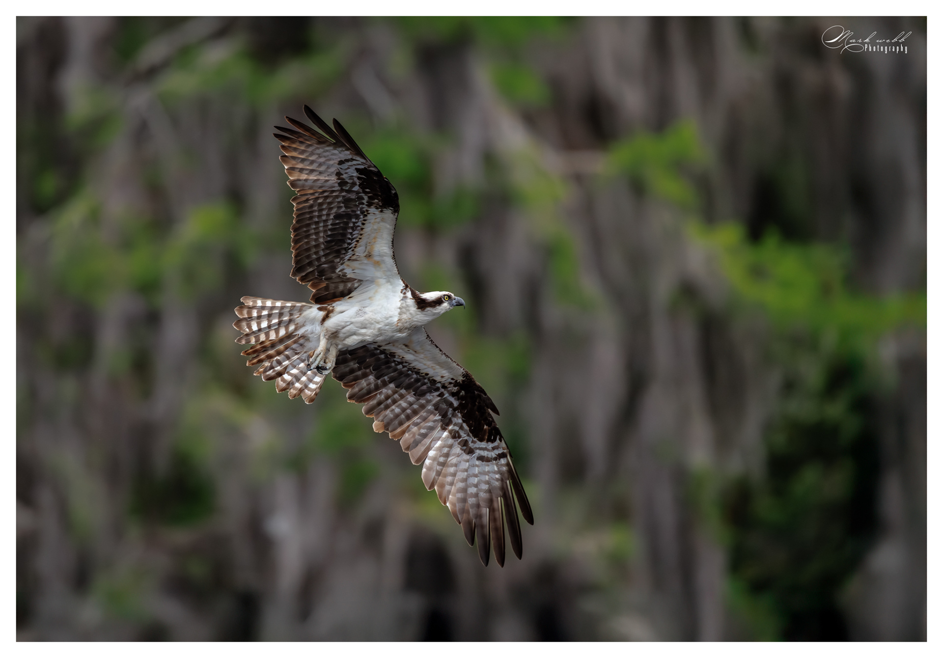 Osprey Blue Cypress Lake