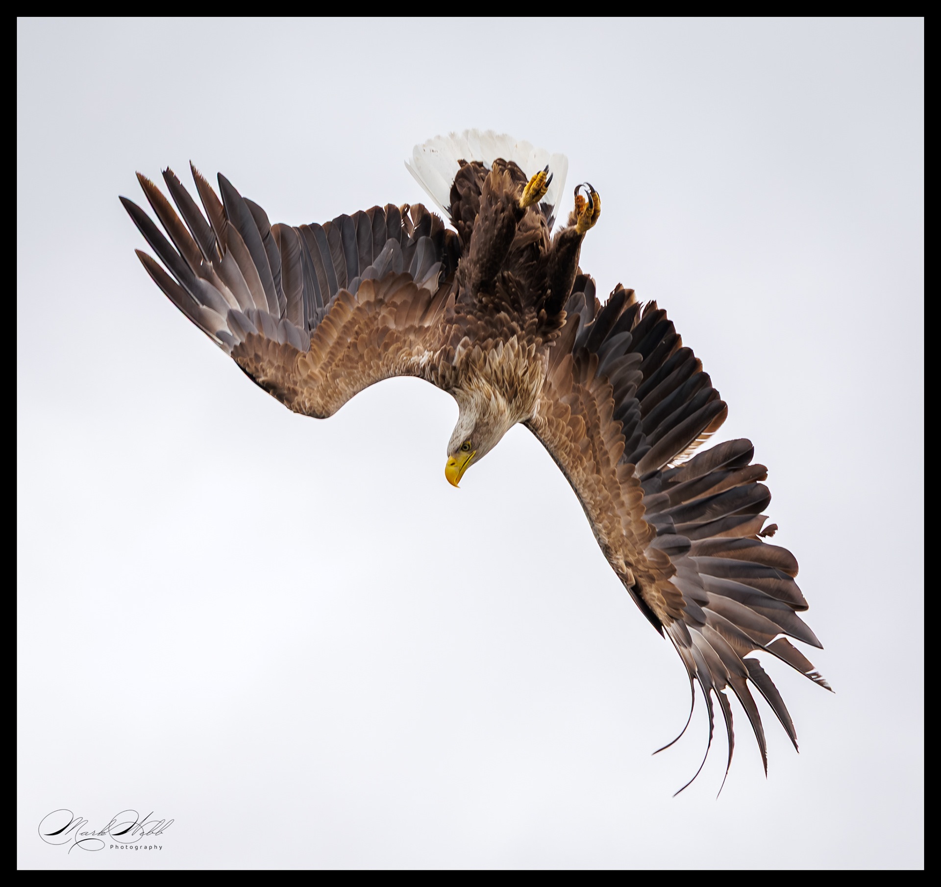 White Tailed Sea Eagle