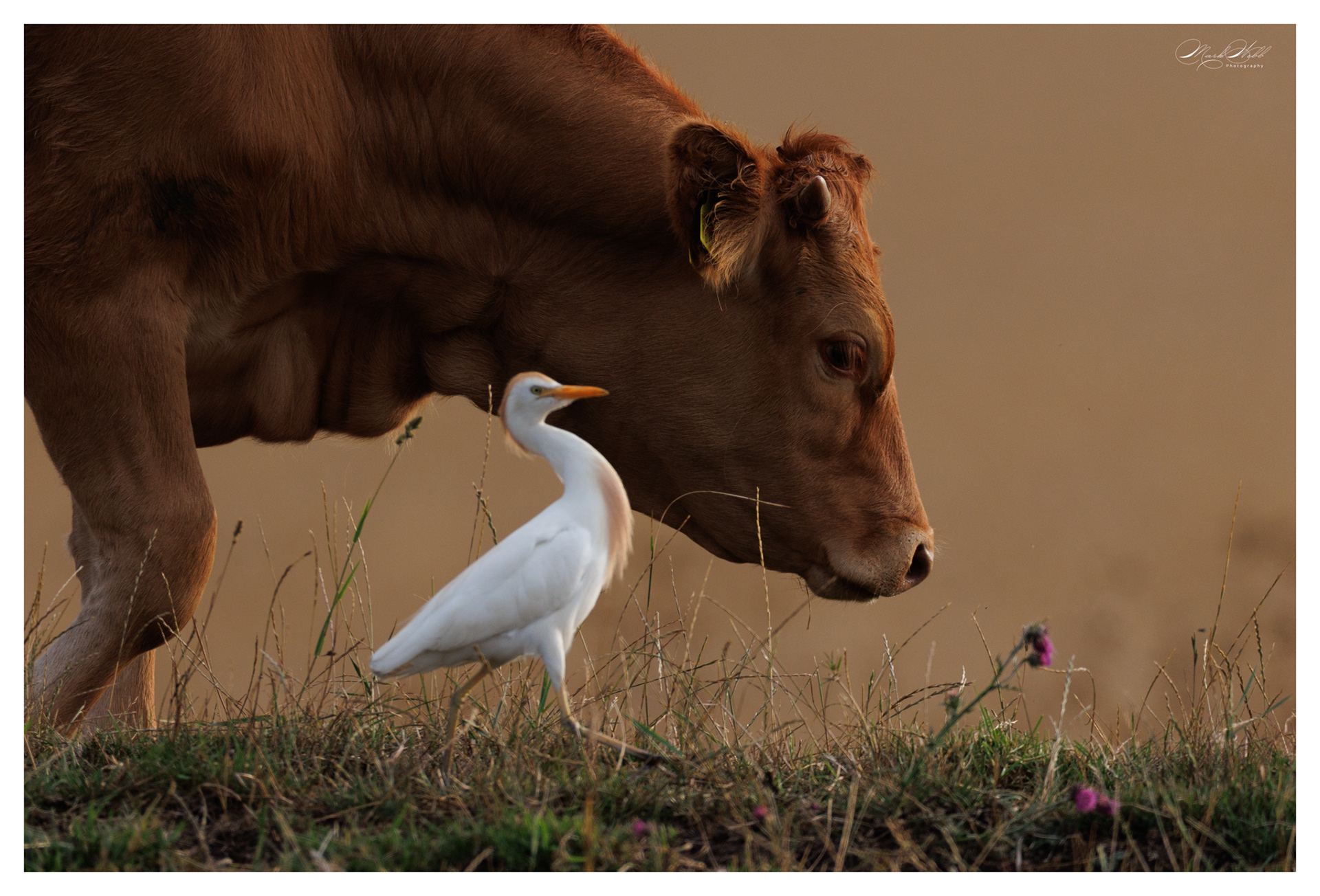 Cattle Egret Ouse Fen July 2025