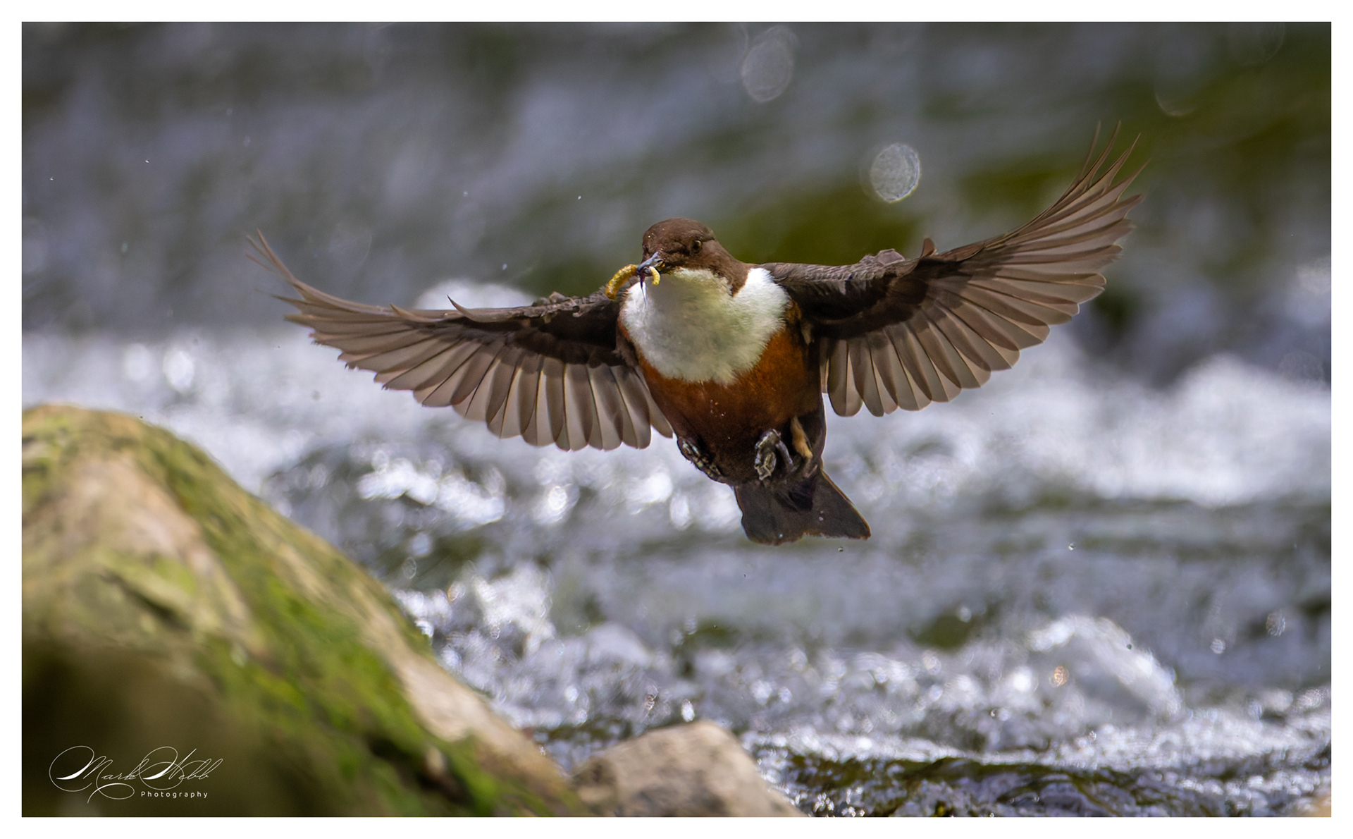 Dipper Millers Dale April 2024