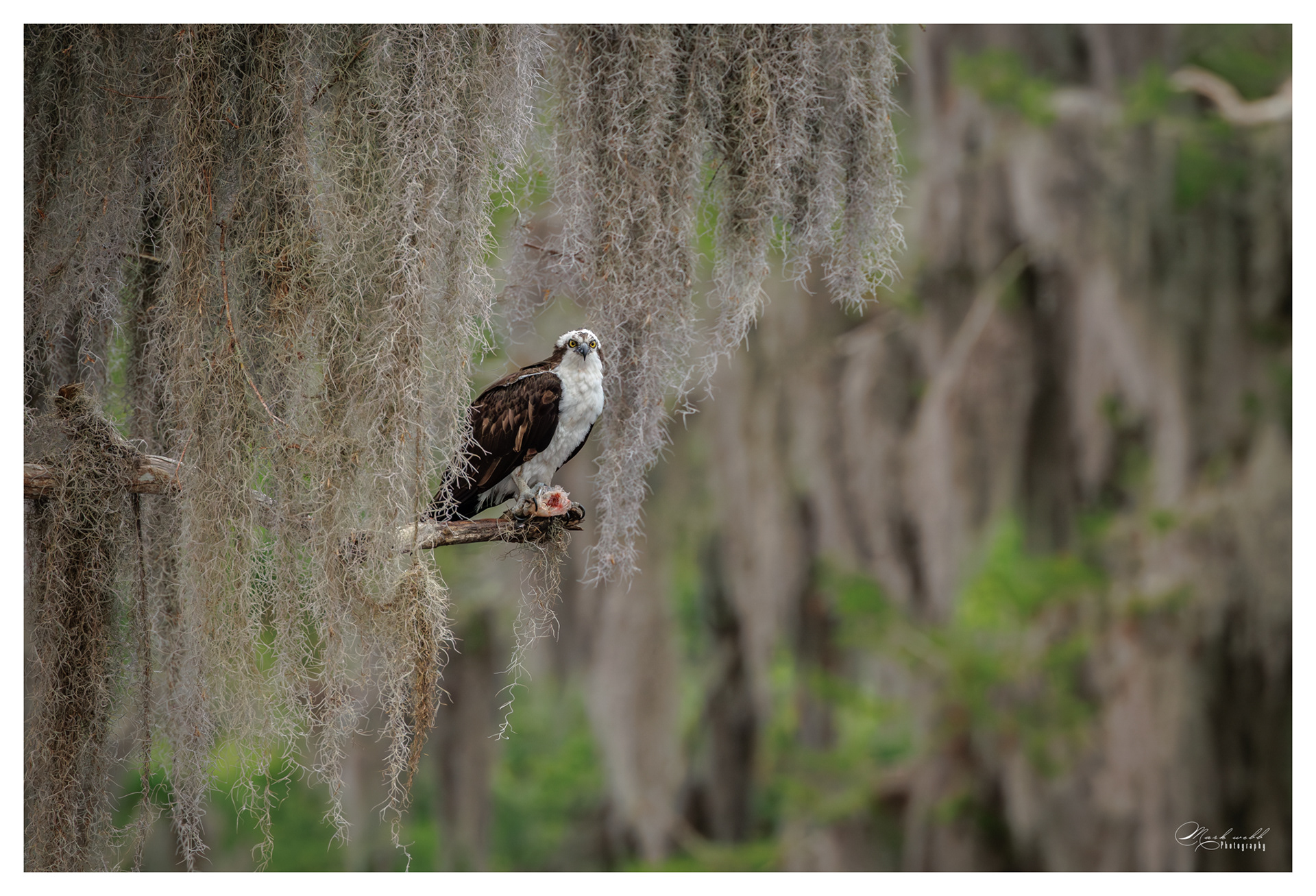 Osprey Blue Cypress Lake