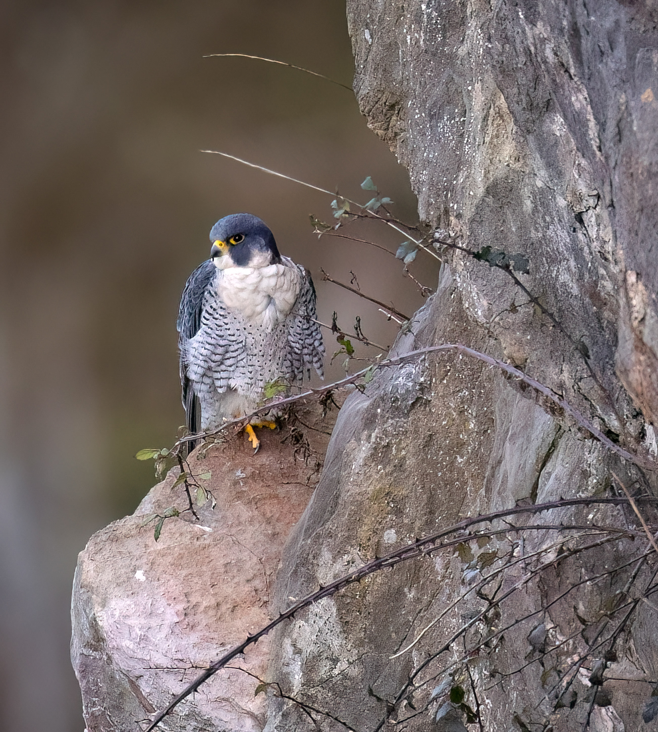 Peregrine Falcon Bristol February 2024