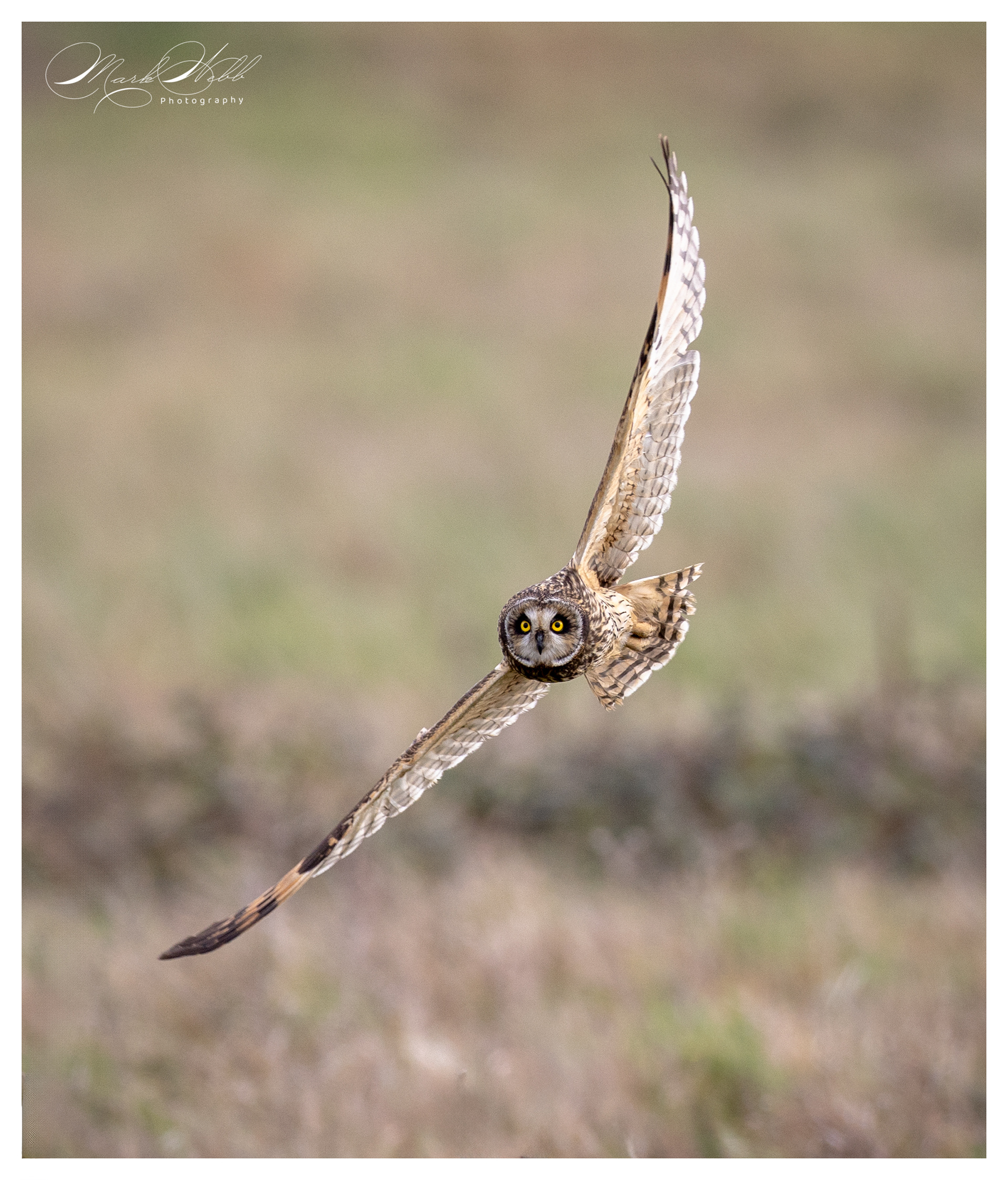 SEO Wallasea Island February 2024