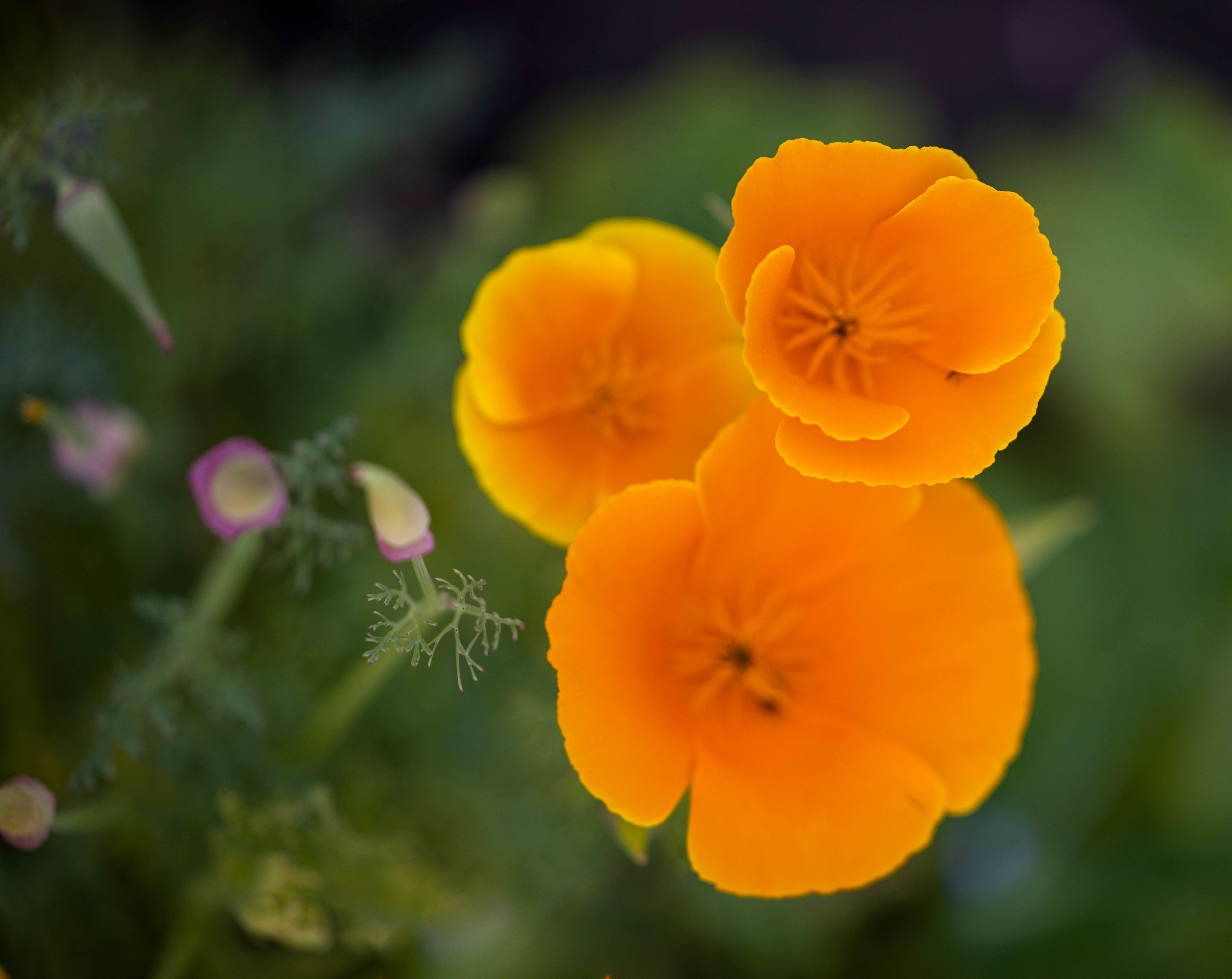 California Poppy June 2023