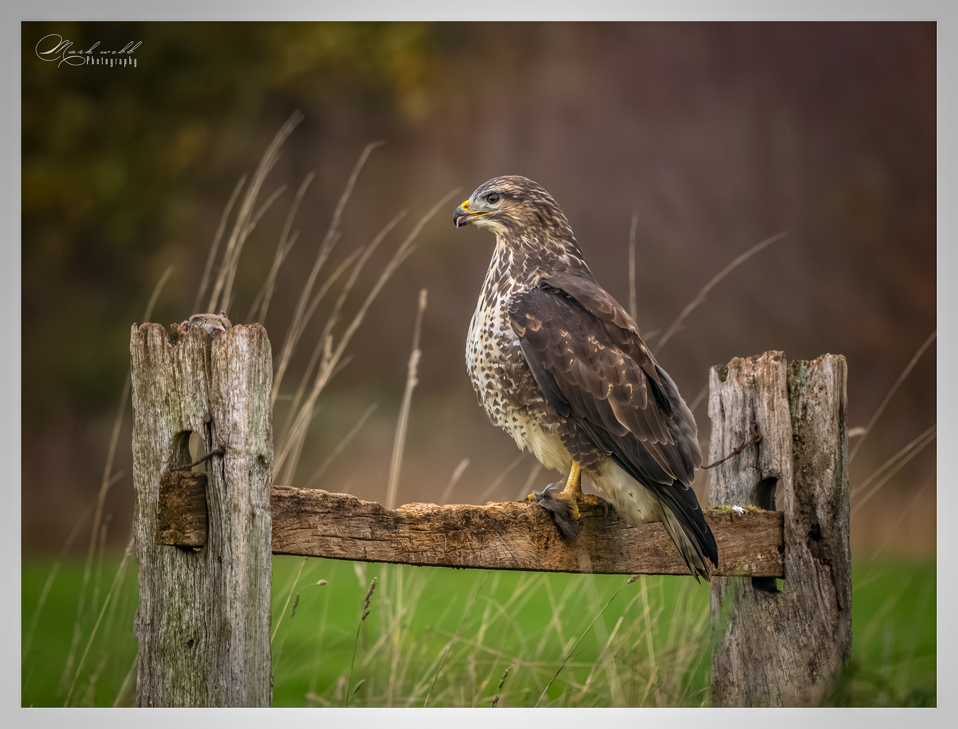 Buzzard Wildlife Hides November 2025
