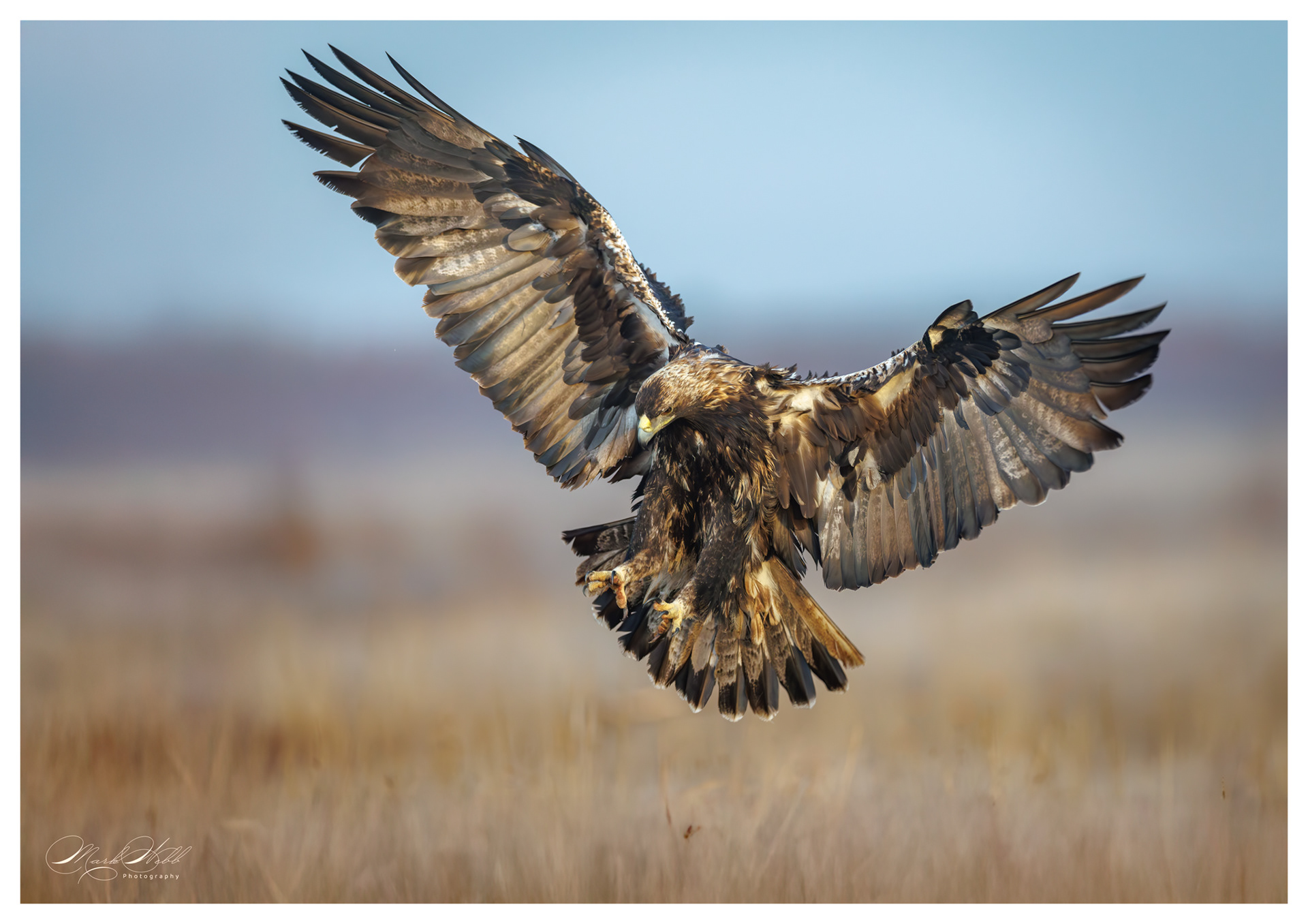 Spanish Imperial Eagle