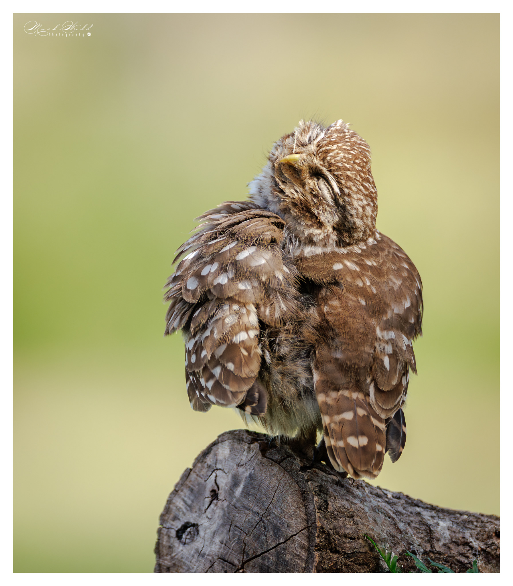 Little Owl Holdenby Estate July 2026